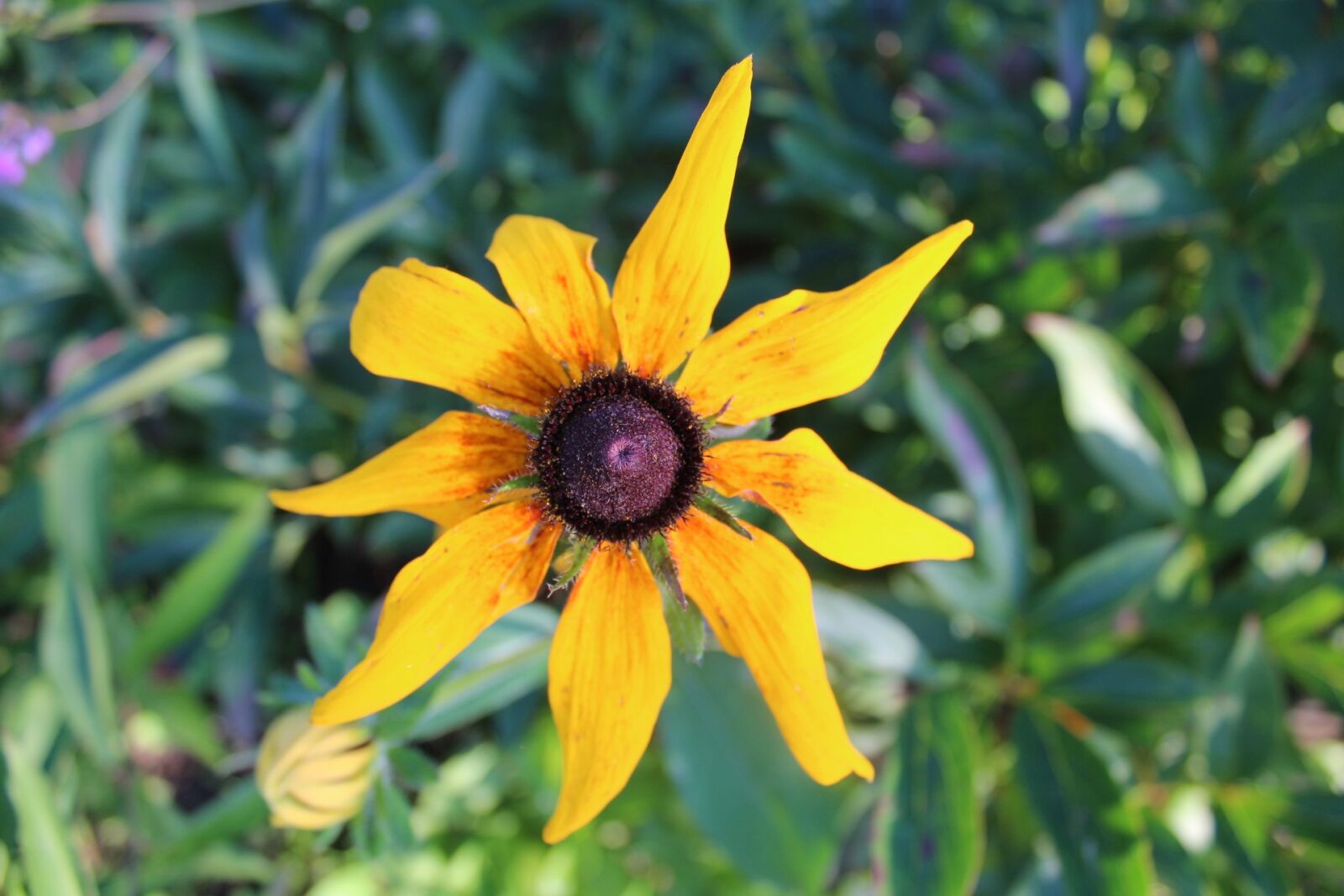 Canon EOS 1200D (EOS Rebel T5 / EOS Kiss X70 / EOS Hi) sample photo. Flower, summer, garden photography