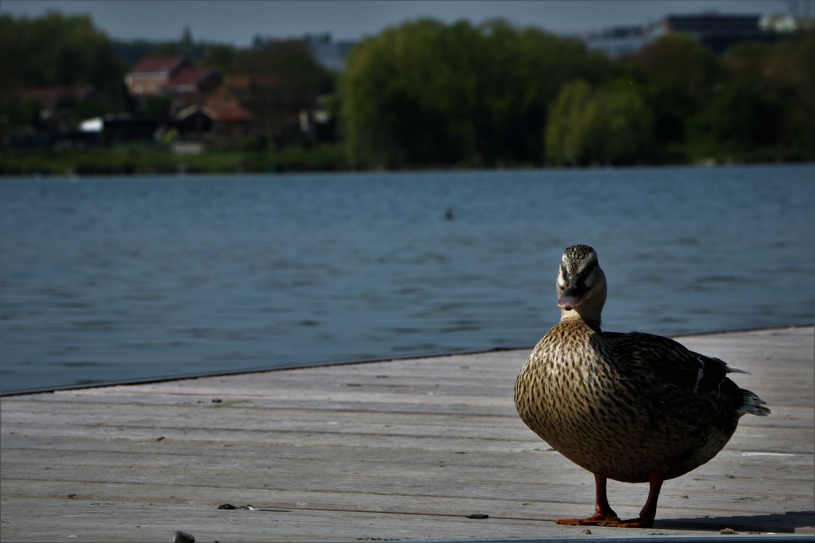 Canon EOS 750D (EOS Rebel T6i / EOS Kiss X8i) sample photo. Cute, animals, duck, bird photography