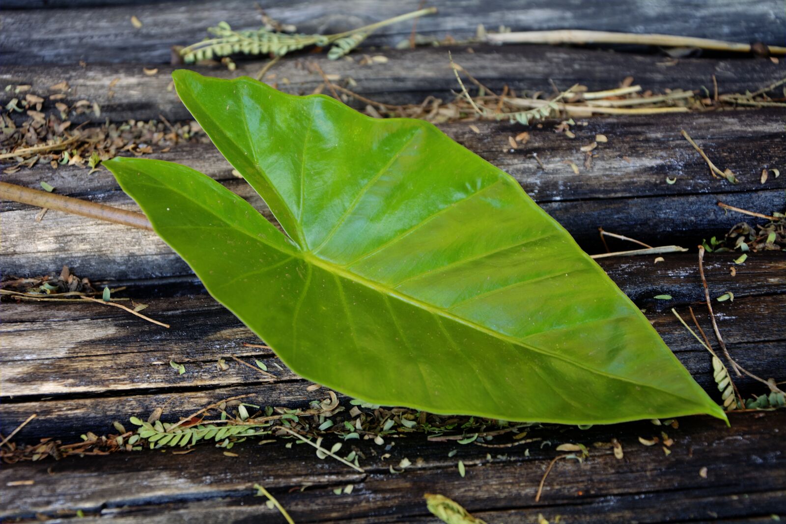Nikon D5200 sample photo. Leaf, fresh, pattern photography