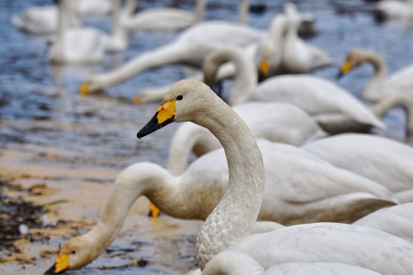 Nikon D7200 sample photo. Animal, pond, water photography