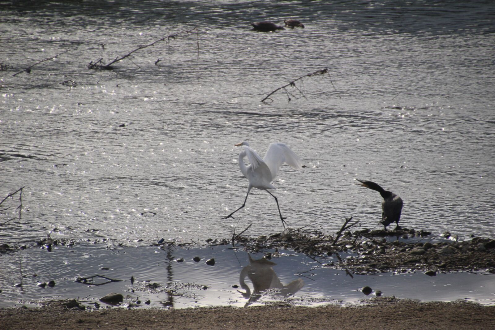 Canon EOS 100D (EOS Rebel SL1 / EOS Kiss X7) sample photo. River, bird, water photography