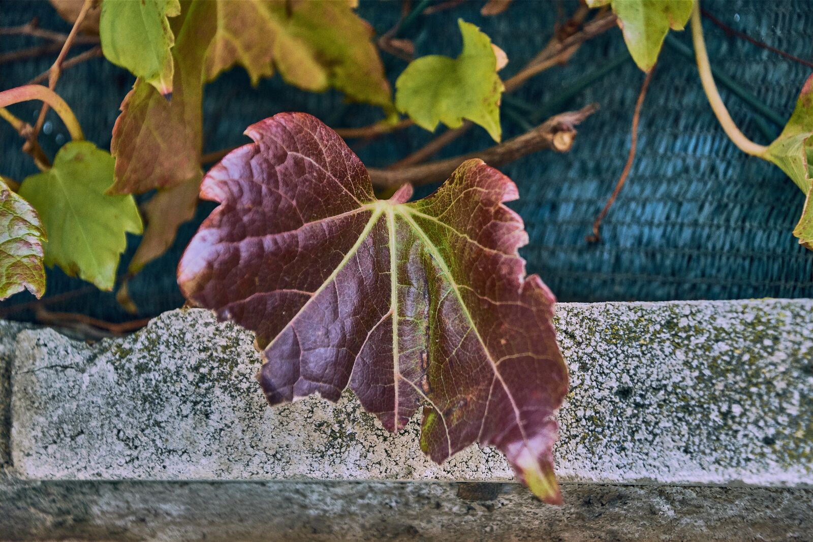 Nikon D7200 sample photo. Autumn, leaves, red photography