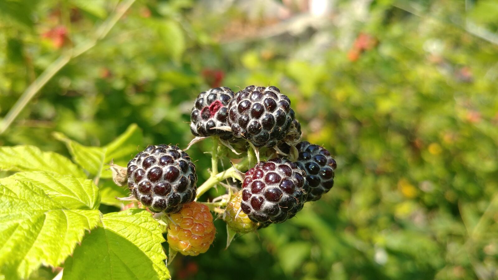 LG V20 sample photo. Wild, raspberry, natural photography