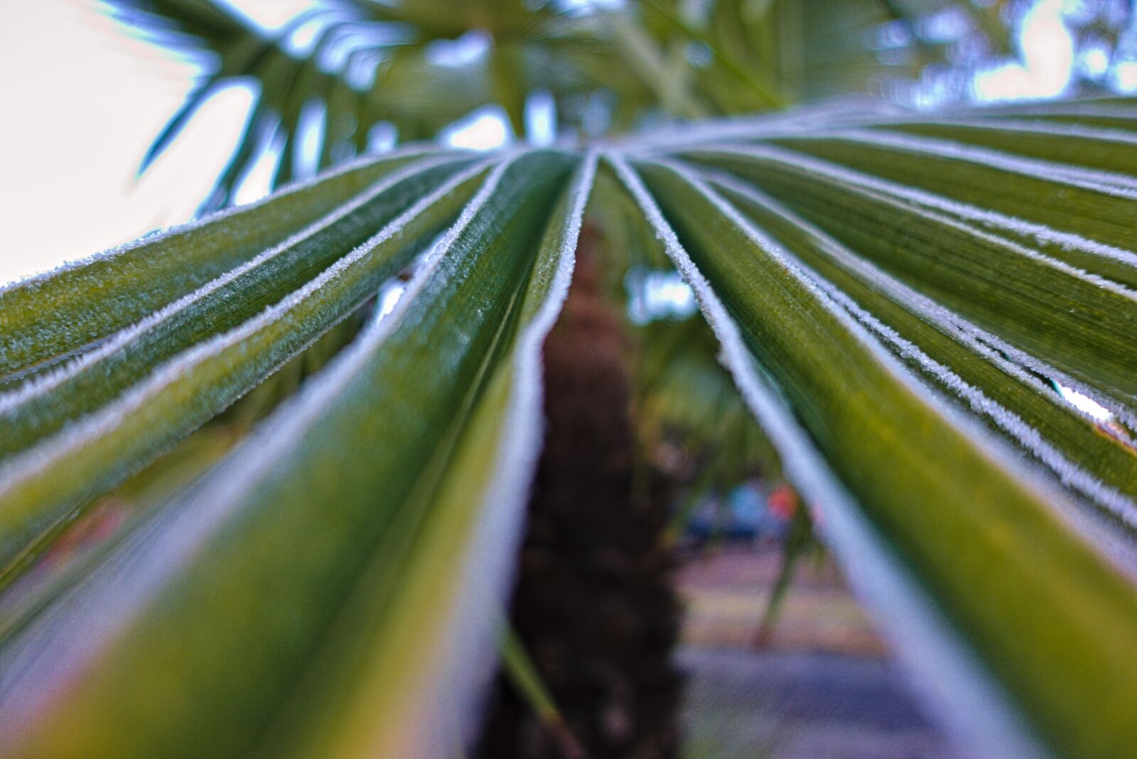 Sony DSC-RX100M5A sample photo. Leaf, palm, texture photography