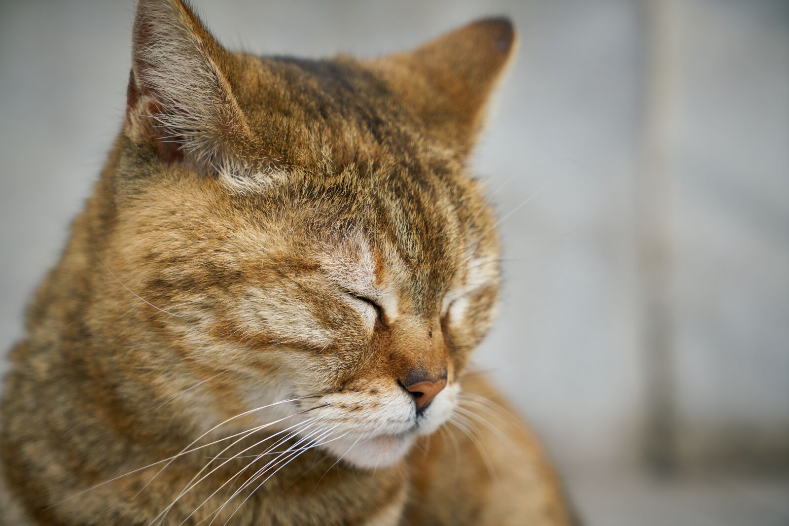 Sony a7R II sample photo. Cat, street, animal photography