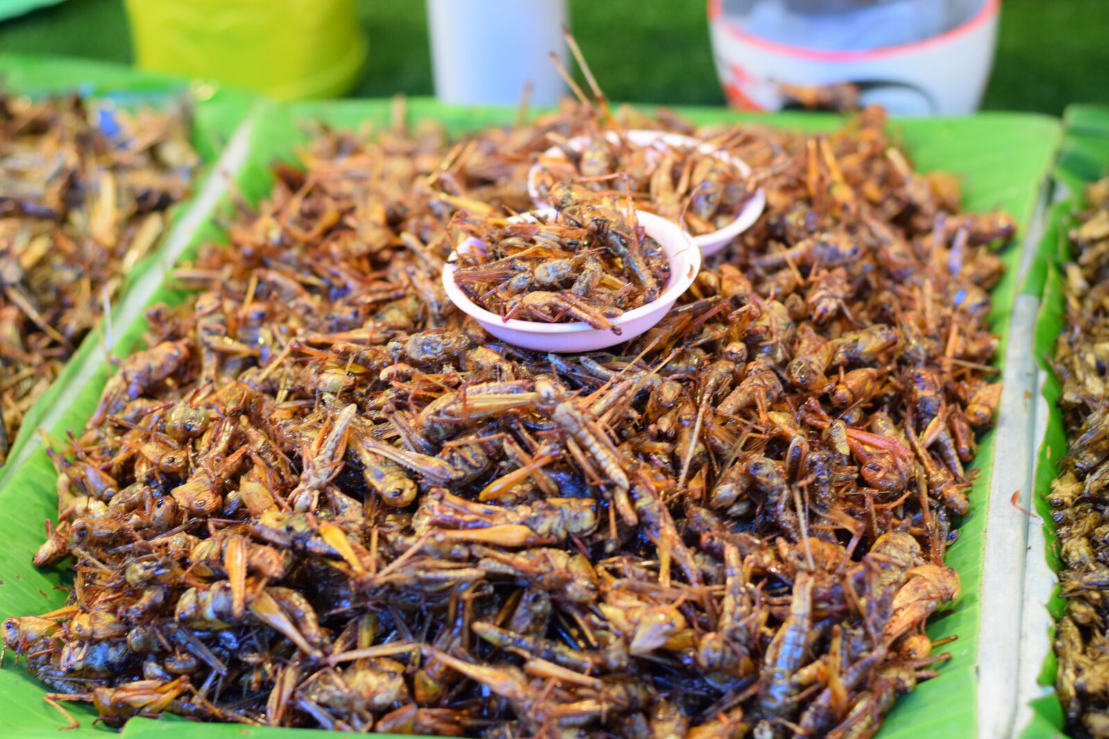 Nikon D3300 sample photo. Crickets, deep fried crickets photography