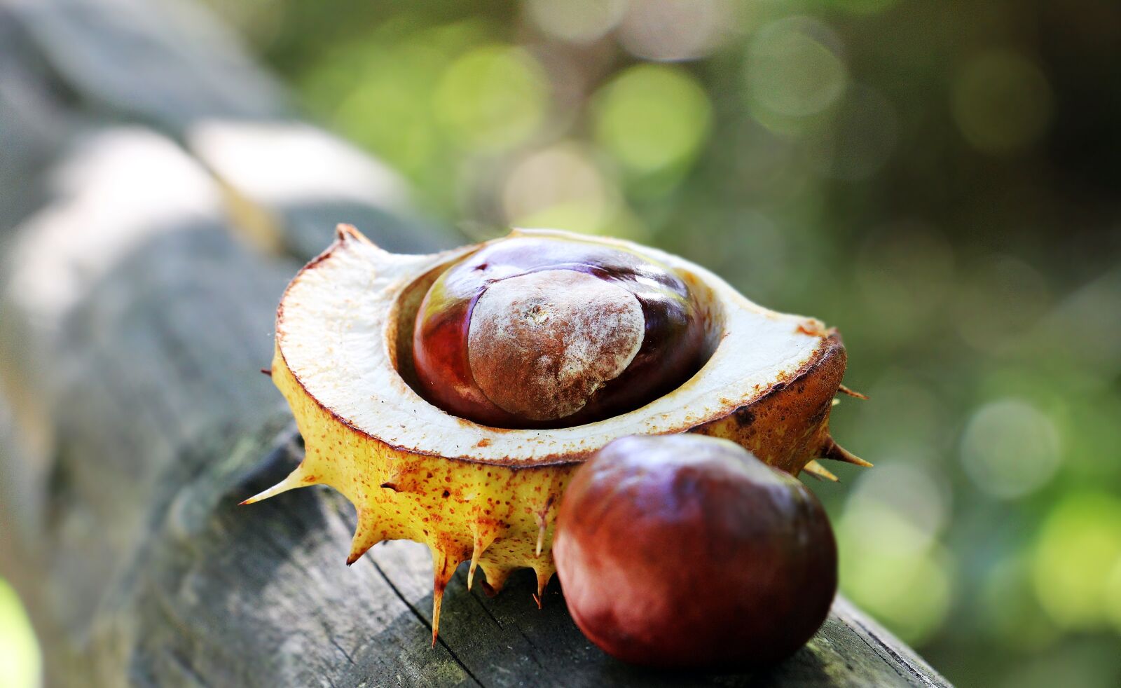 Canon EOS 550D (EOS Rebel T2i / EOS Kiss X4) sample photo. Chestnut, autumn, spur photography