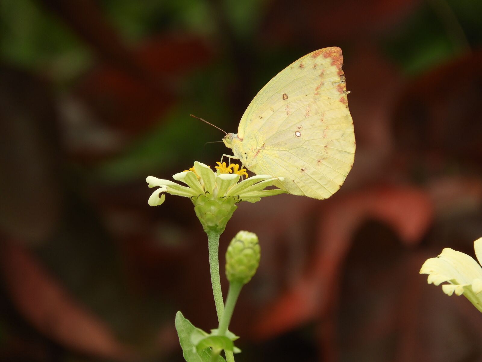 Nikon Coolpix B700 sample photo. Butterfly, yellow, insect photography