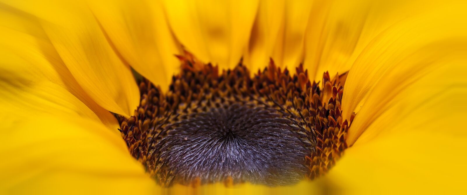 Canon EOS 1000D (EOS Digital Rebel XS / EOS Kiss F) sample photo. Helianthus, sunflower, yellow photography