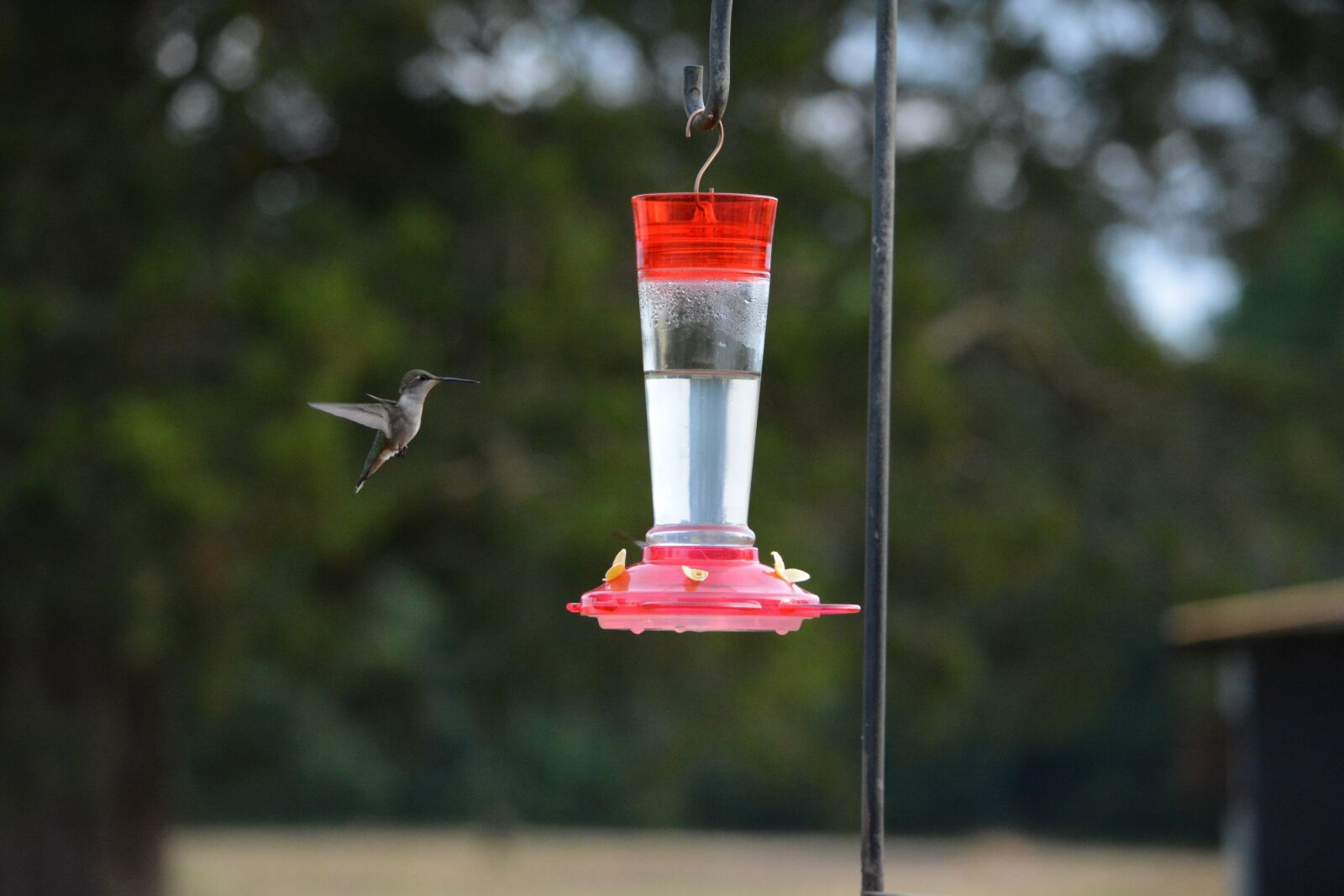 Nikon D5200 sample photo. Bird, hummingbird, flying photography