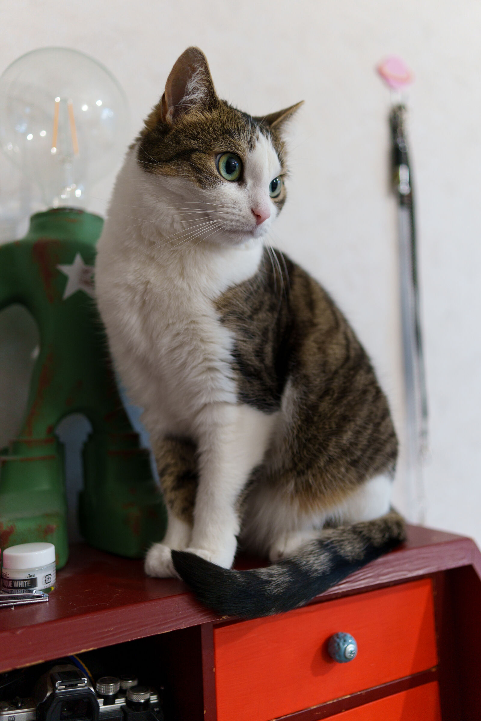 Sigma 23mm F1.4 DC DN | C sample photo. Cat waiting game photography