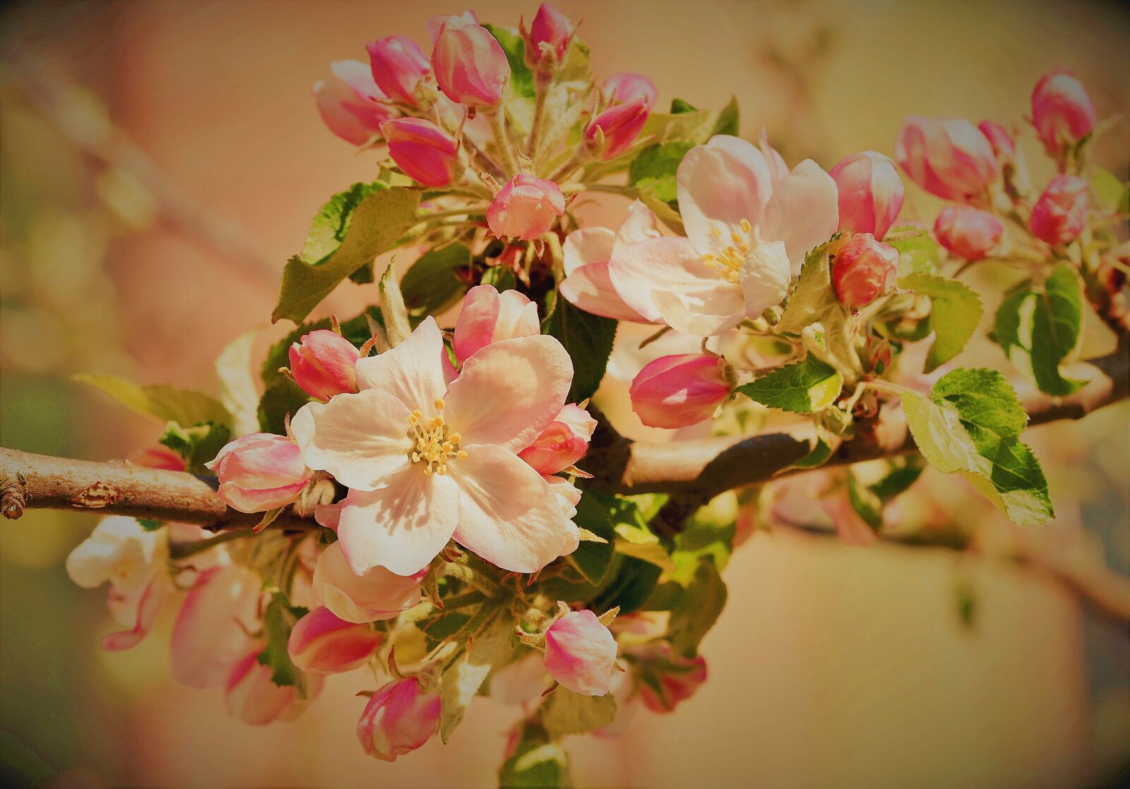Nikon D7200 sample photo. Apple blossoms, apple tree photography