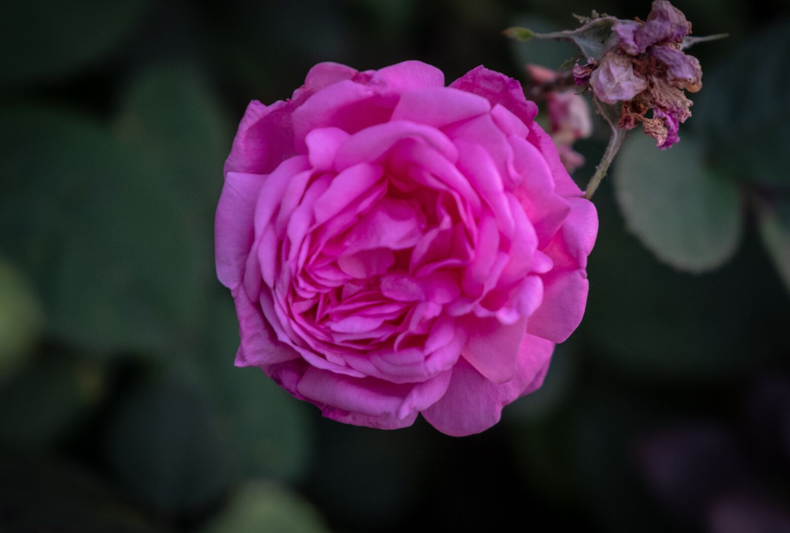 Fujifilm X-T2 sample photo. Rose, romantic, violet photography