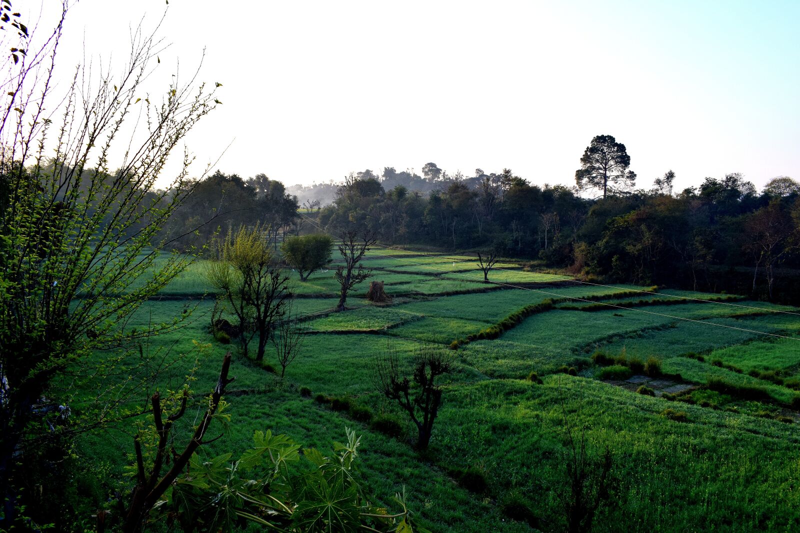 Nikon D3300 sample photo. Nature, grass, landscape photography