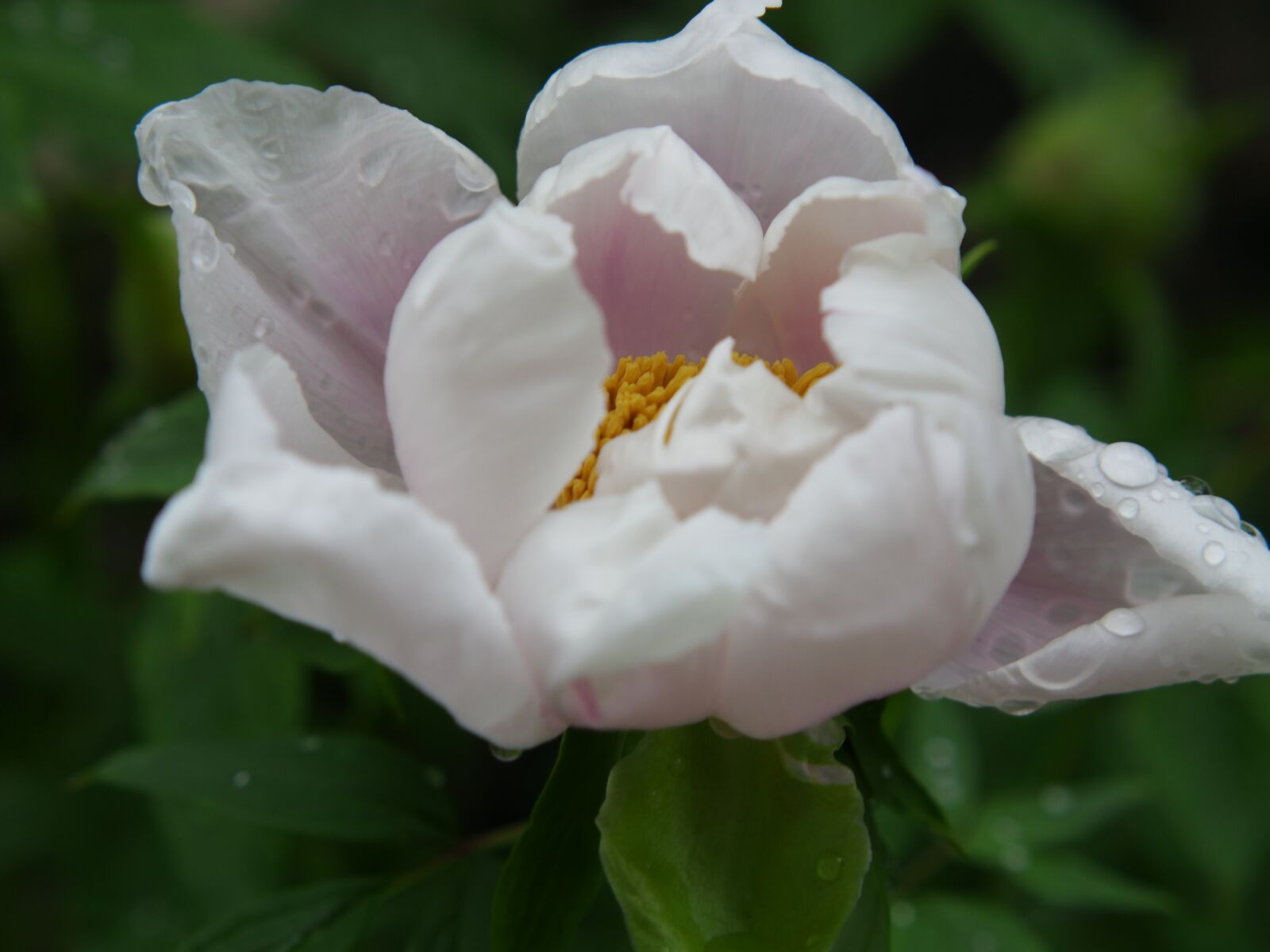 XIAOYI 42.5mm F1.8 sample photo. White flower, macro, flower photography