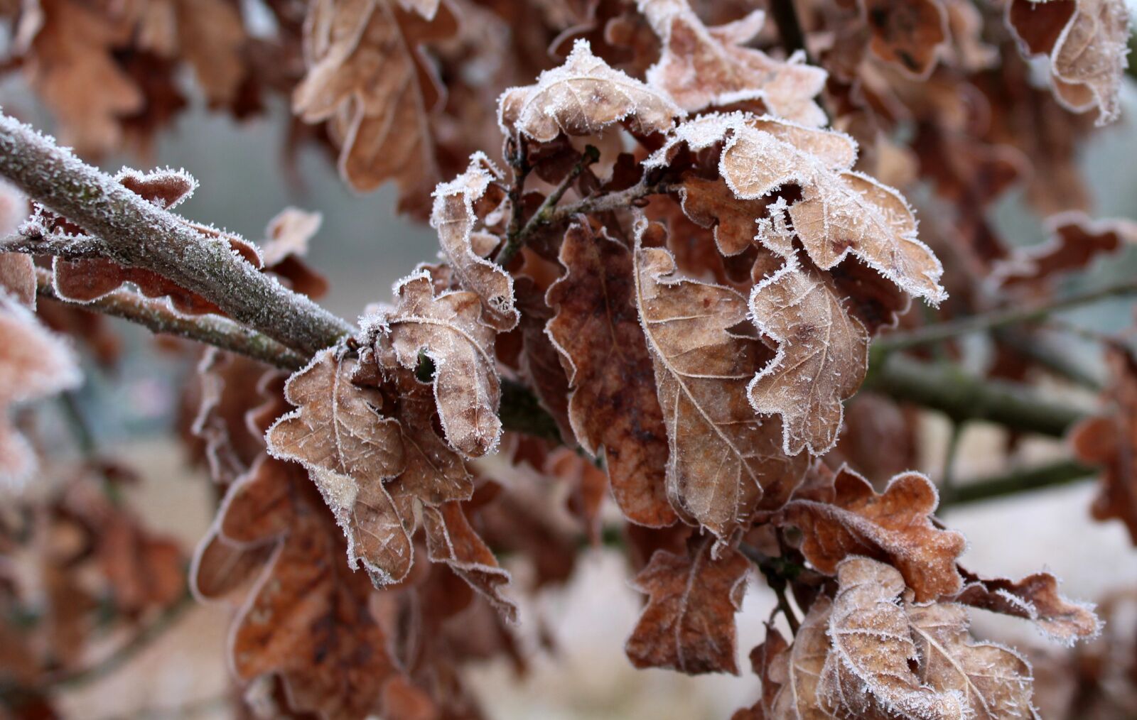 Canon EOS 1200D (EOS Rebel T5 / EOS Kiss X70 / EOS Hi) sample photo. February, frost, winter photography