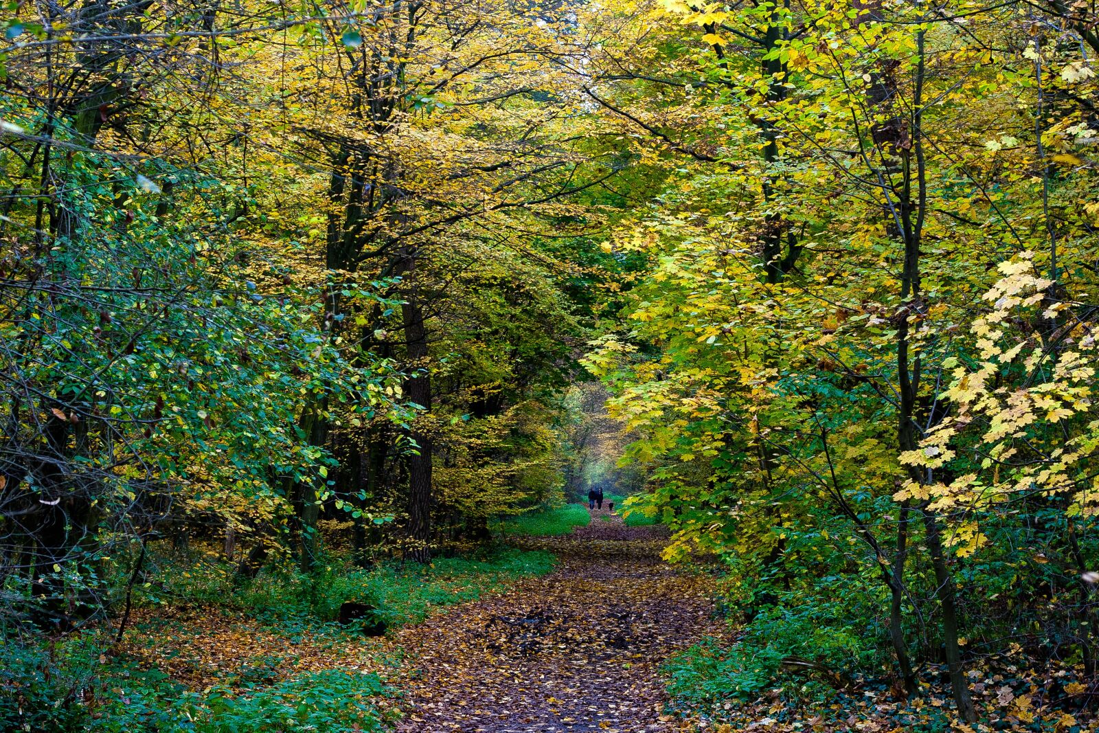 Canon EF 50mm f/1.8 sample photo. Autumn, colorful, fall foliage photography