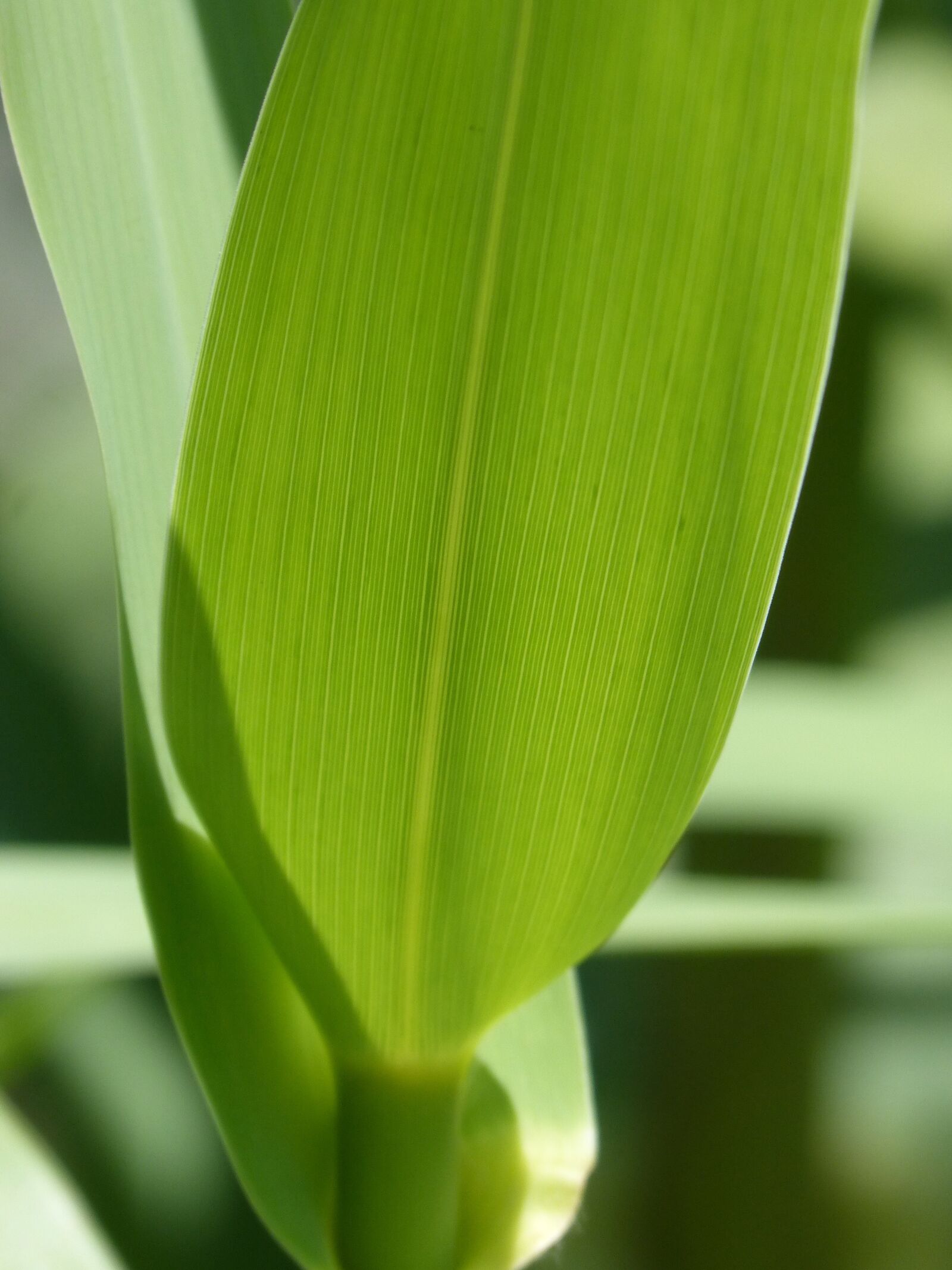 Panasonic DMC-FZ62 sample photo. American cane, leaf, detail photography