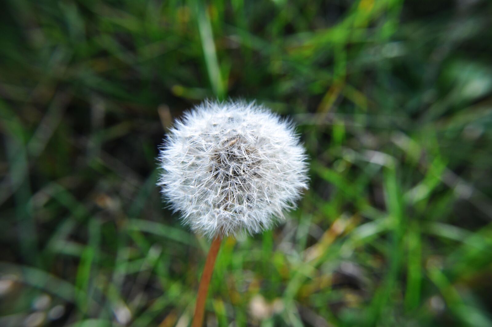 Nikon D5000 sample photo. Dandelion, plant nature, macro photography