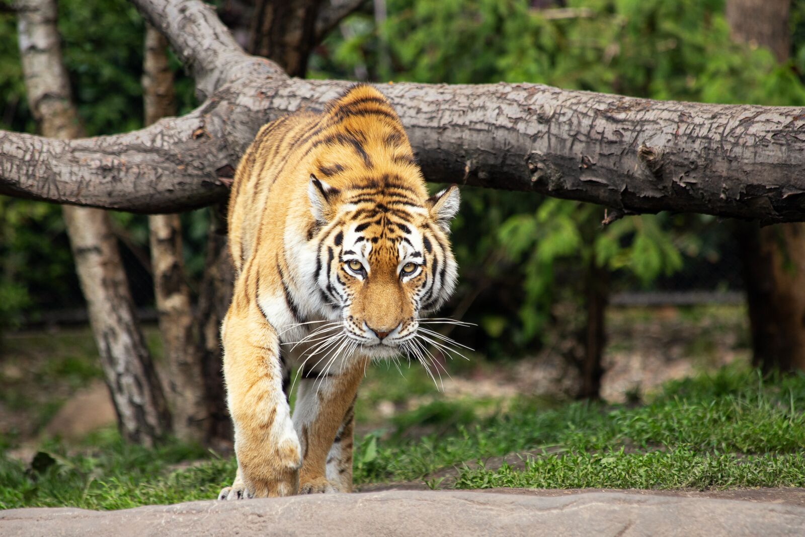 Canon EOS 6D Mark II sample photo. Tiger, siberian tiger, mammal photography