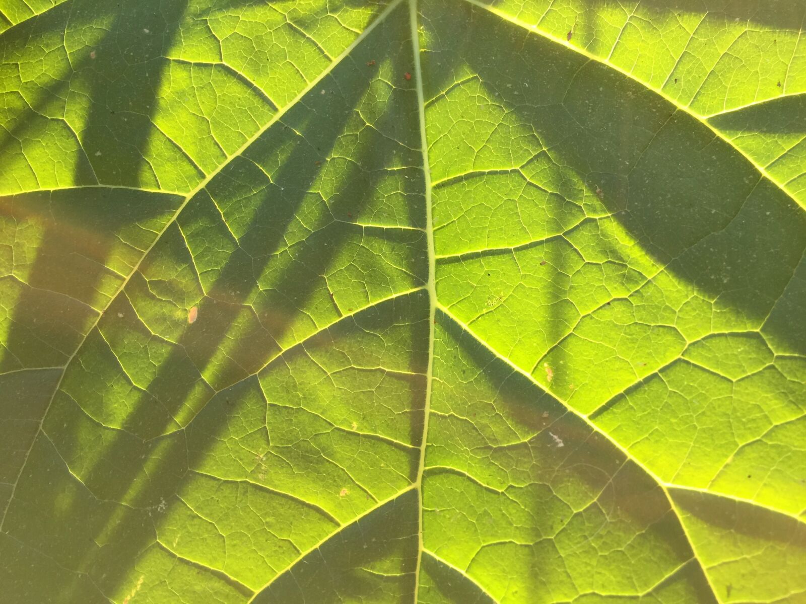 iPhone 6 Plus back camera 4.15mm f/2.2 sample photo. Backlit leaf, paulonia leaf photography