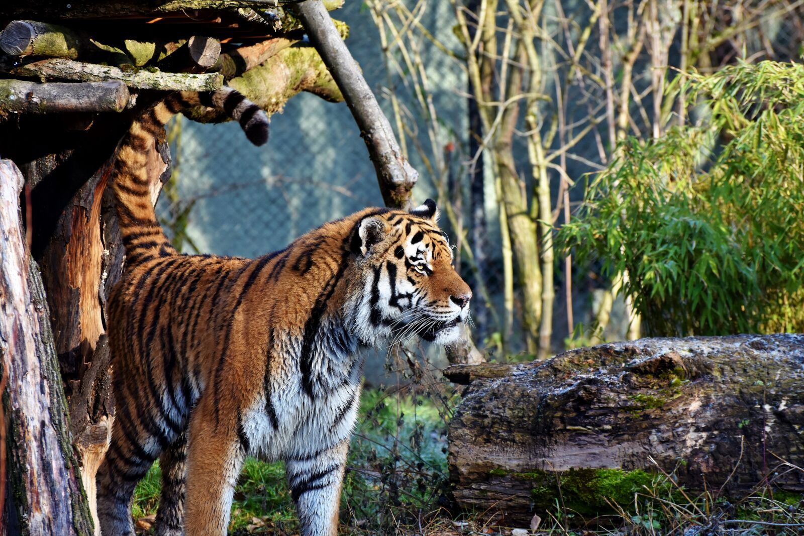 Nikon D7200 sample photo. Tiger, big cat, predator photography