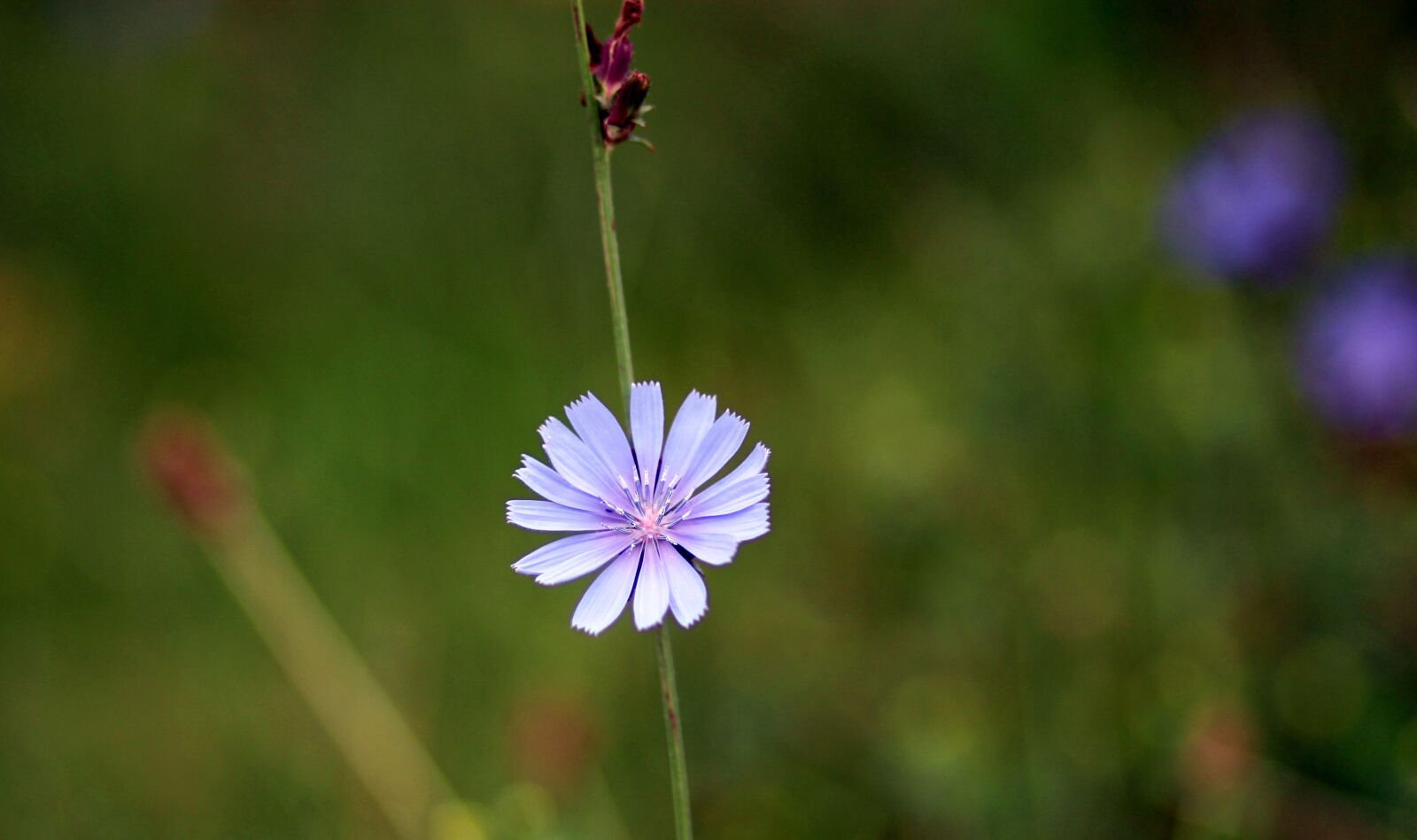 Canon EOS 700D (EOS Rebel T5i / EOS Kiss X7i) + Canon EF 85mm F1.8 USM sample photo. Chicory, flower, blue photography