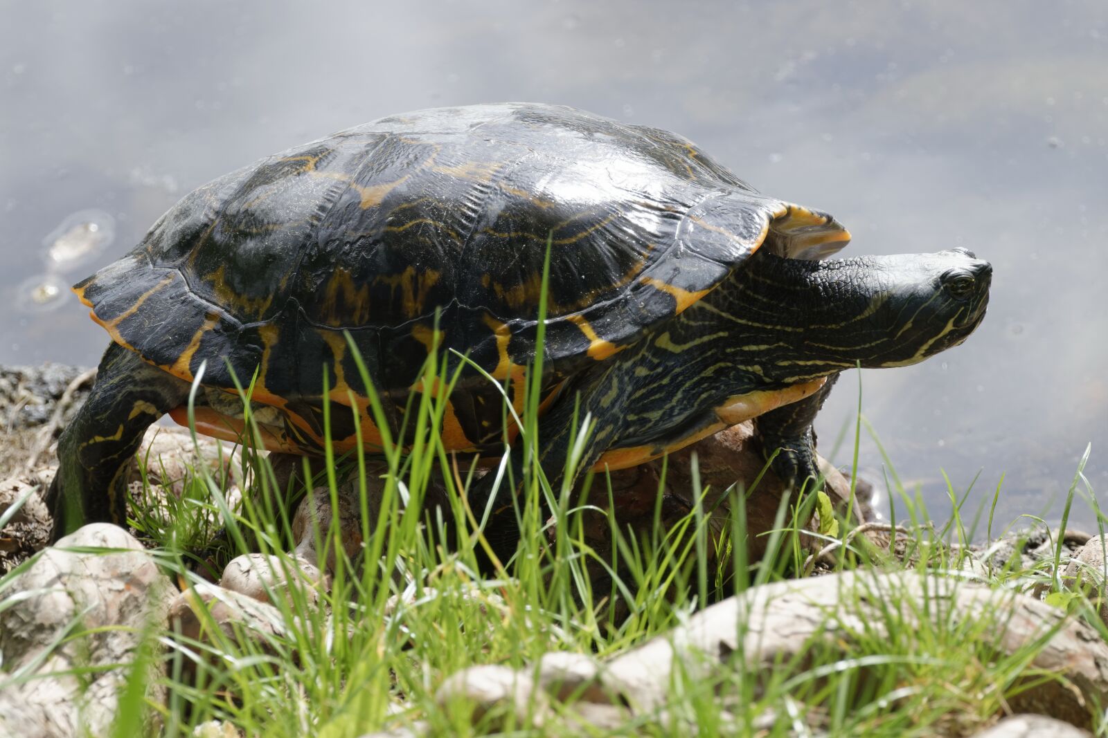 Nikon D5300 sample photo. Turtle, shell, warming up photography