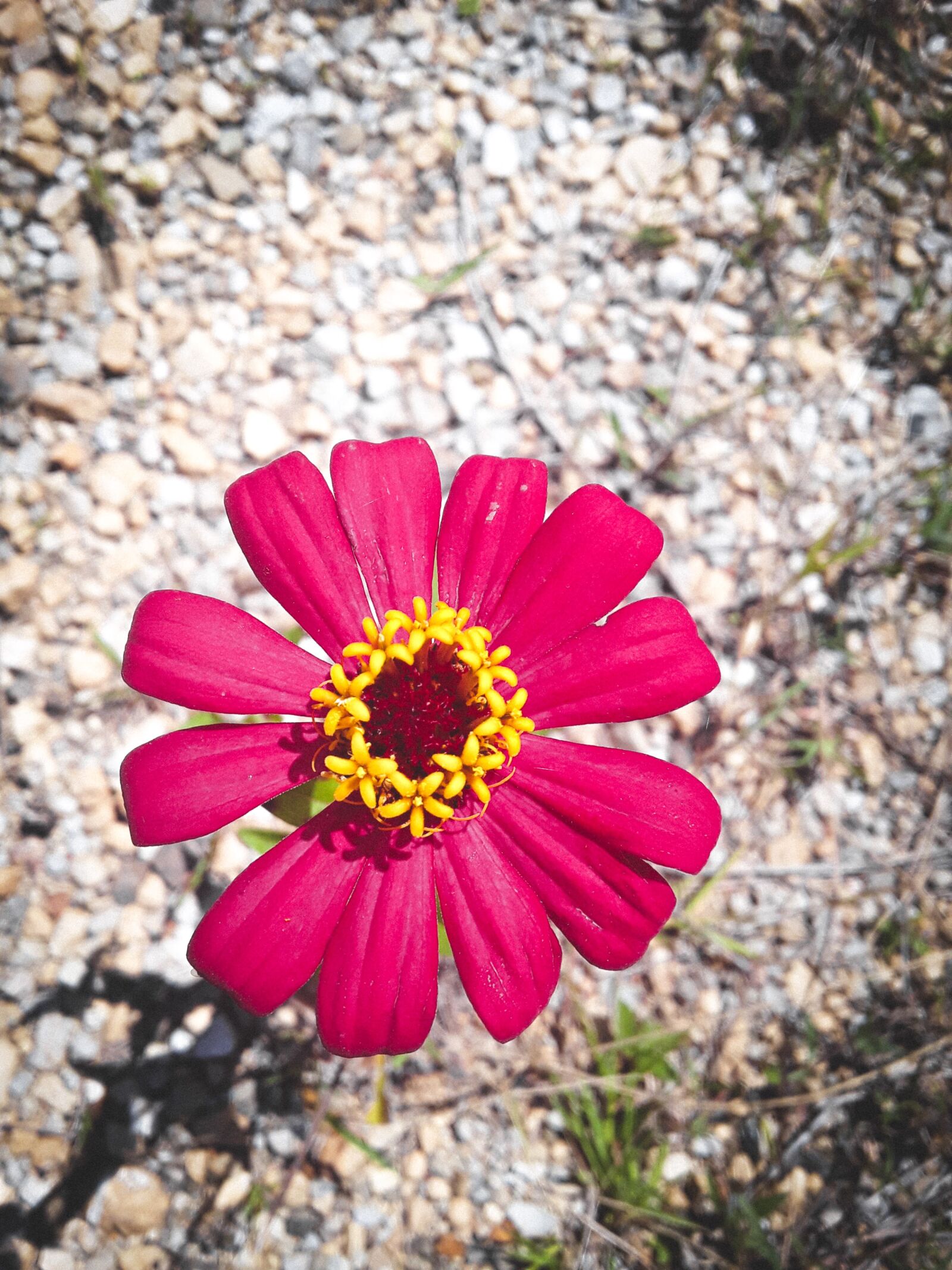 Samsung Galaxy J2 Core sample photo. Ground, plant, garden photography