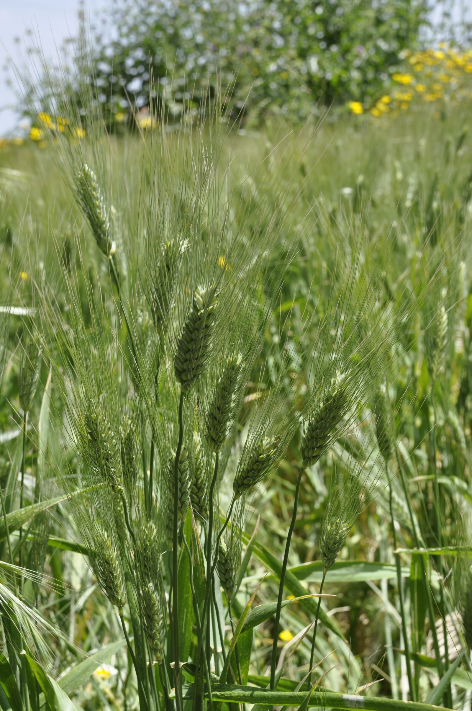 Nikon D90 sample photo. Countryside, harvest, straw photography