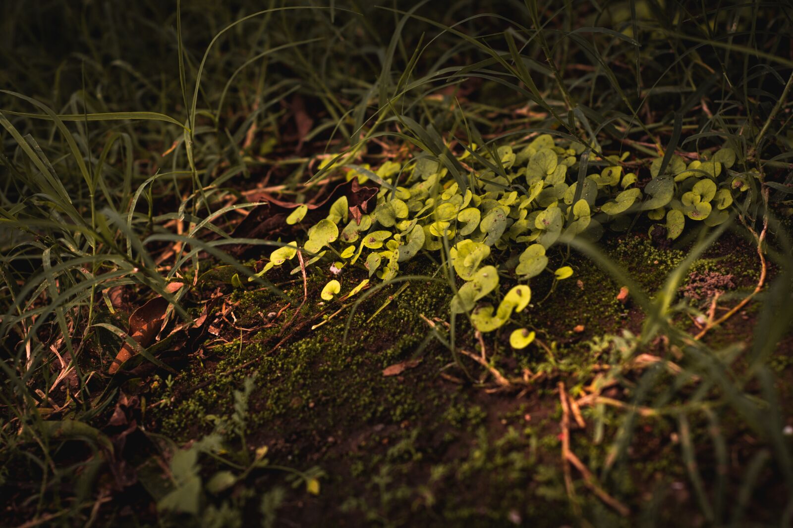 Nikon D7100 sample photo. Grass, green, natural photography