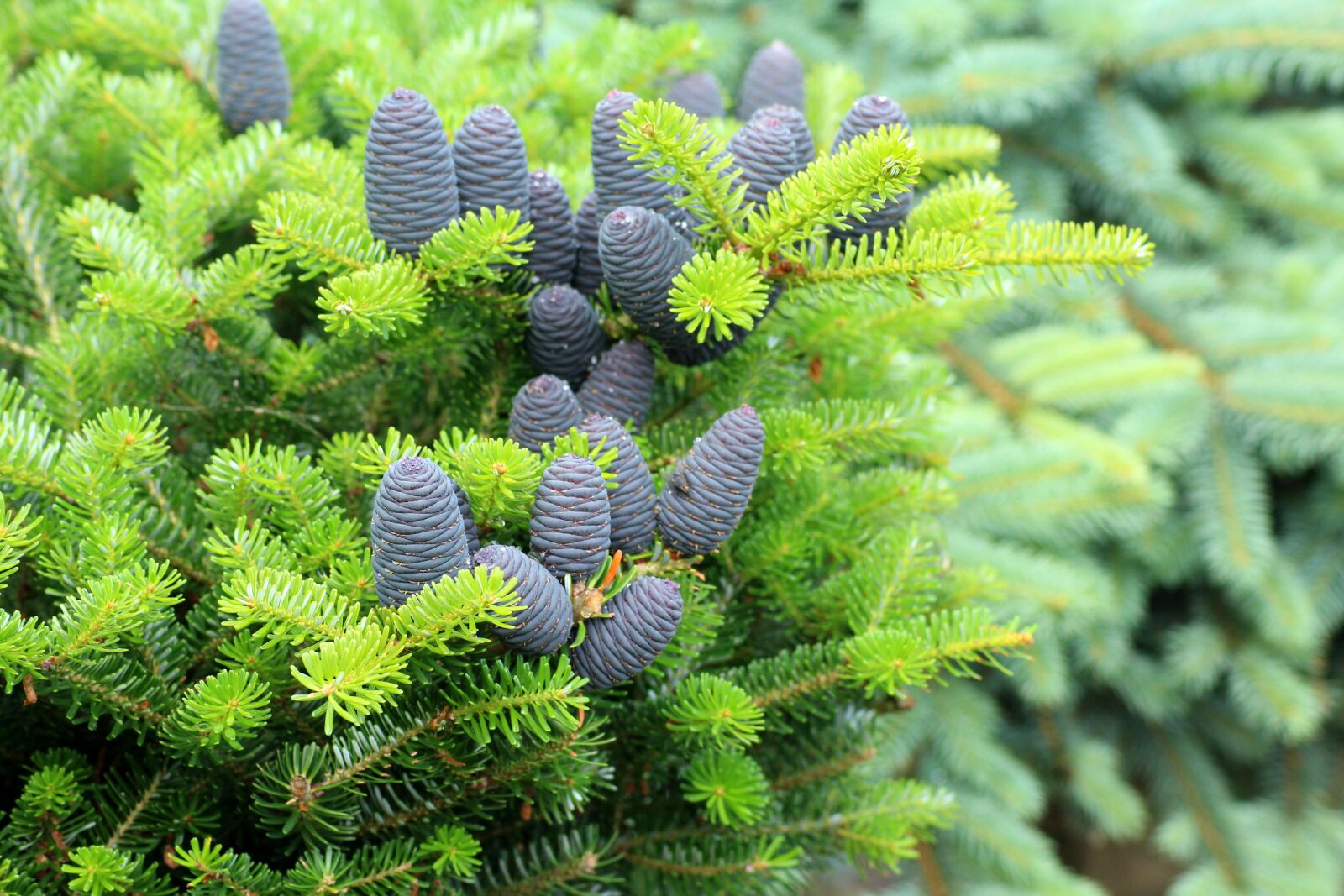 Canon EOS 1200D (EOS Rebel T5 / EOS Kiss X70 / EOS Hi) sample photo. Korean fir, purple cones photography