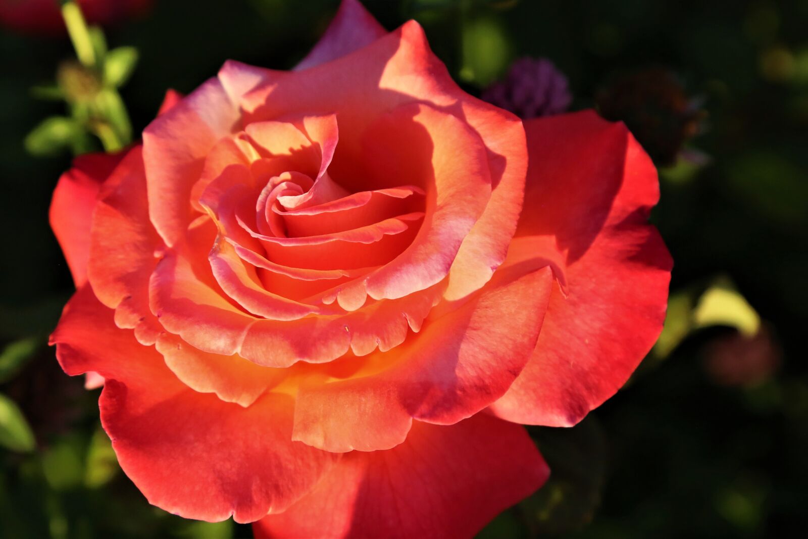 Canon EF 24-105mm F4L IS USM sample photo. Rose, spring, nature photography