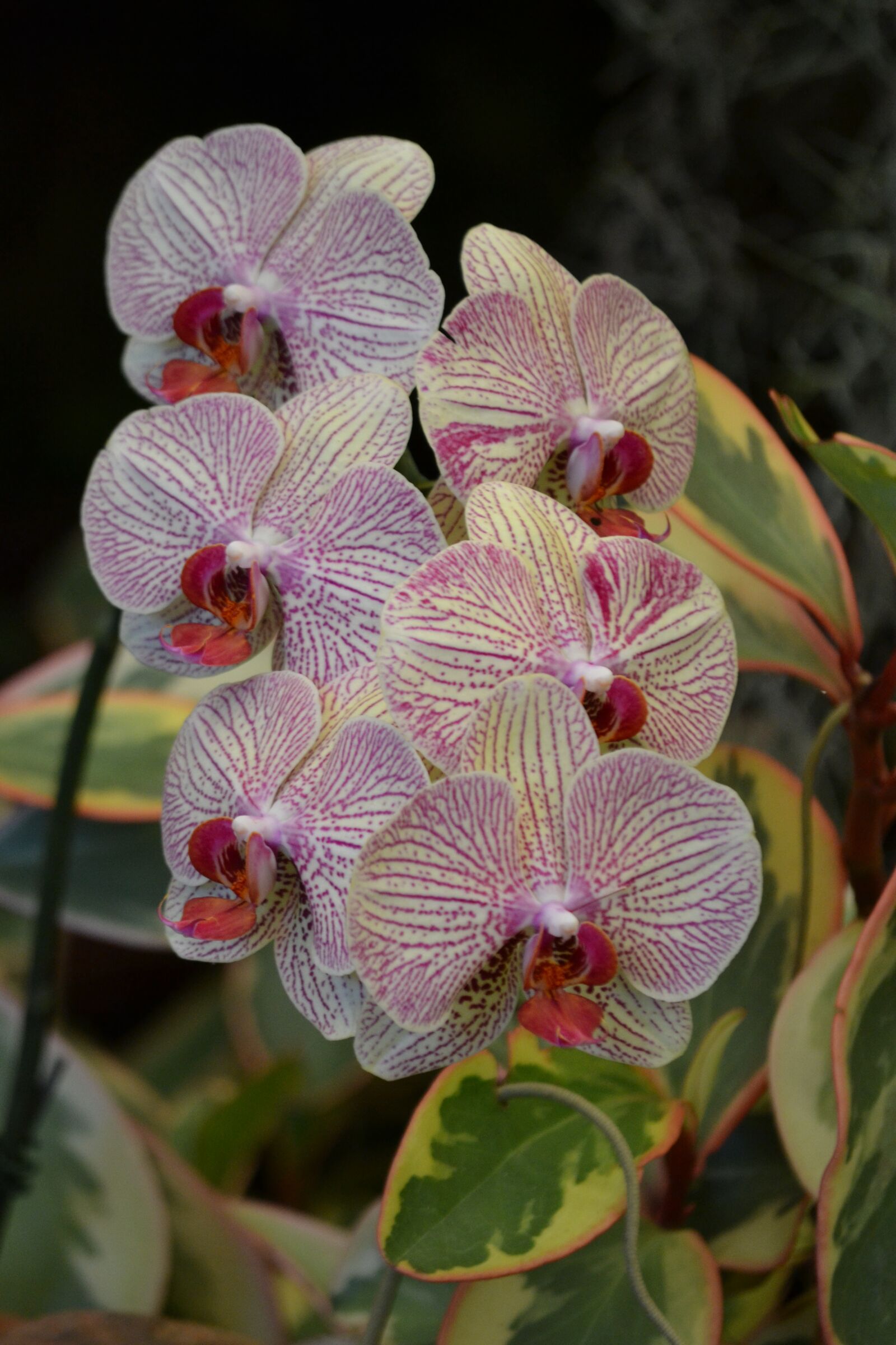 Nikon D3100 sample photo. Orchid, flower, plant photography