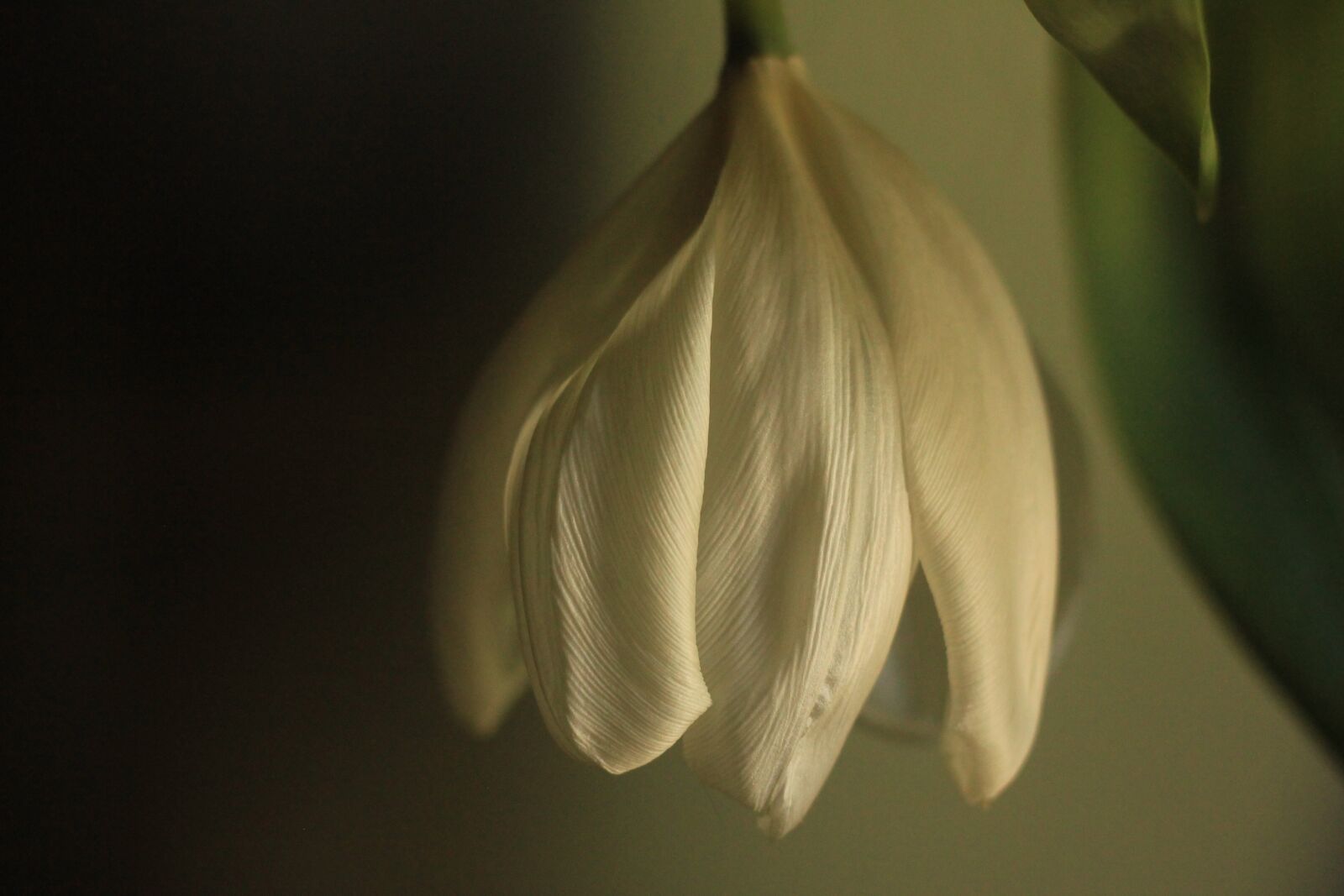 Canon EOS 550D (EOS Rebel T2i / EOS Kiss X4) sample photo. Tulip, wilted, dying photography