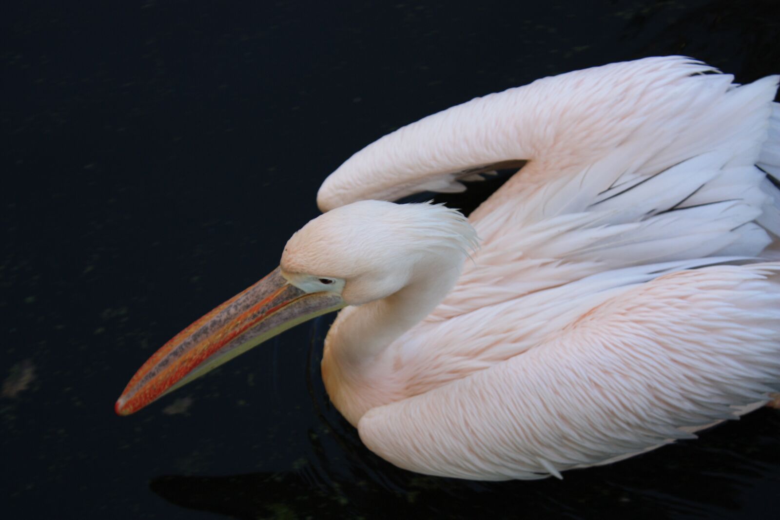 Canon EOS 450D (EOS Rebel XSi / EOS Kiss X2) sample photo. Pelican, bird, rose photography