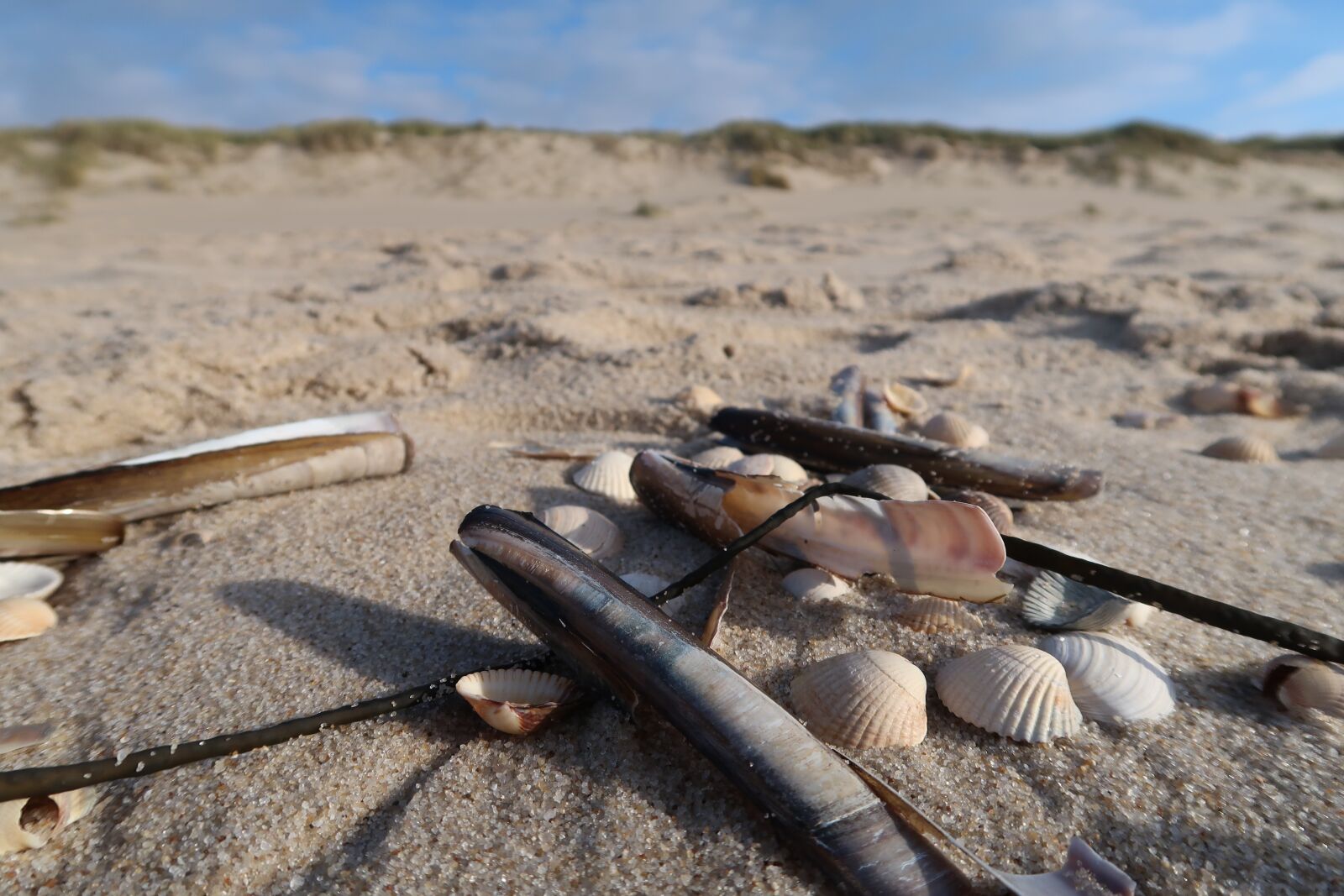 Canon PowerShot G7 X Mark II sample photo. Beach, north sea, sand photography