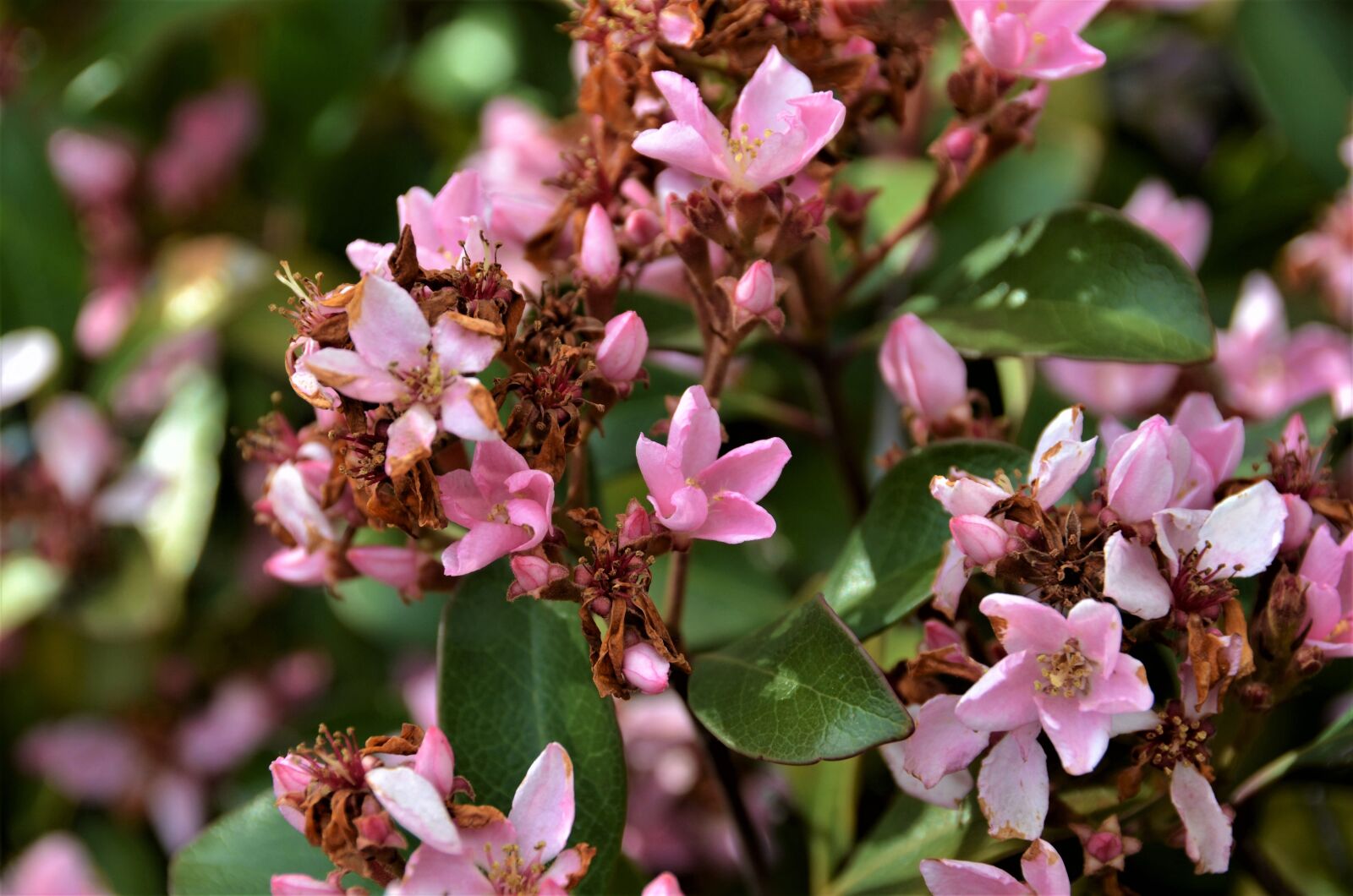 Nikon D7000 sample photo. Flower, green, nature photography
