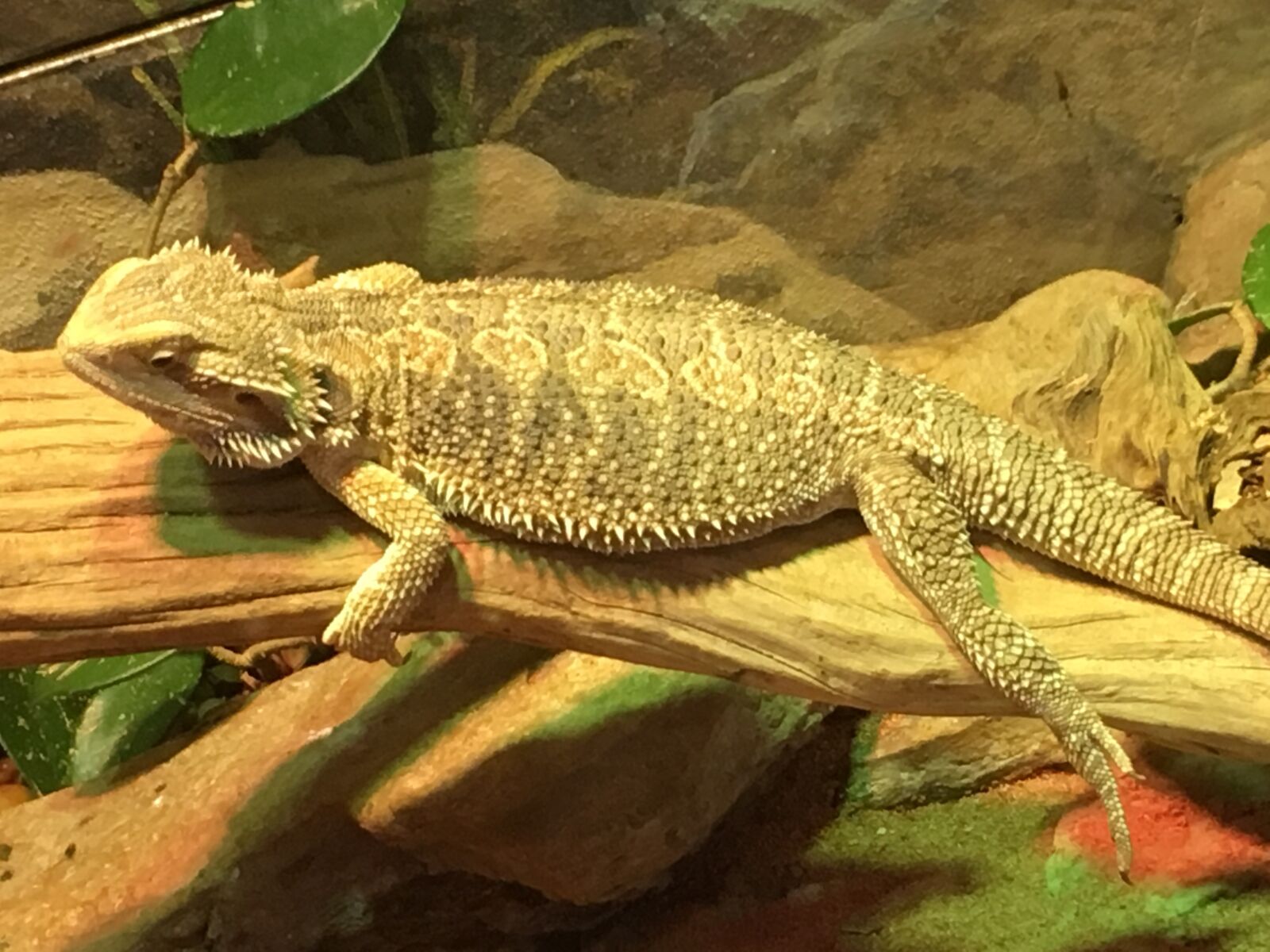 iPhone 6s back camera 4.15mm f/2.2 sample photo. Lizard, toronto zoo, ontario photography