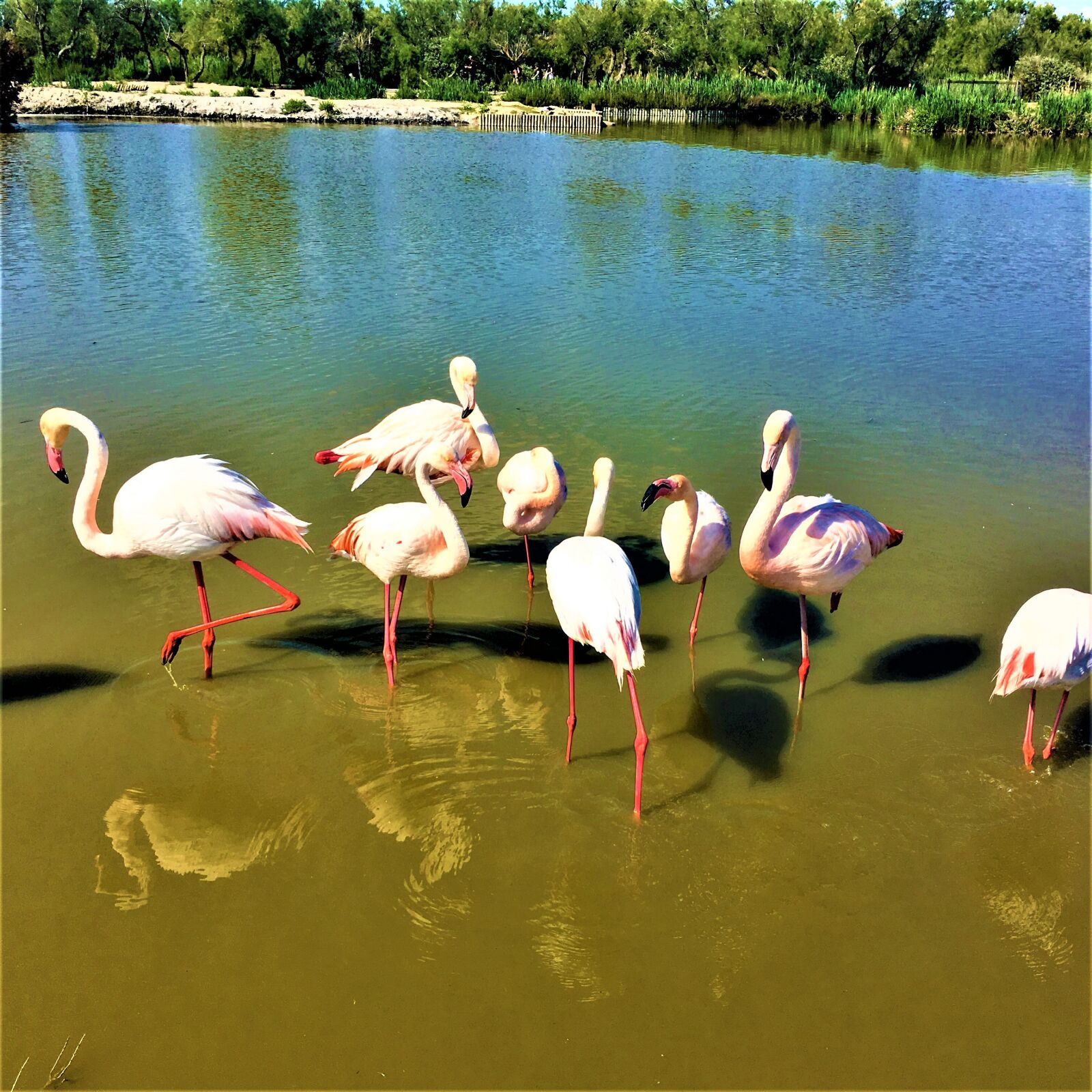 iPhone SE back camera 4.15mm f/2.2 sample photo. Montpellier, france, ornithology park photography