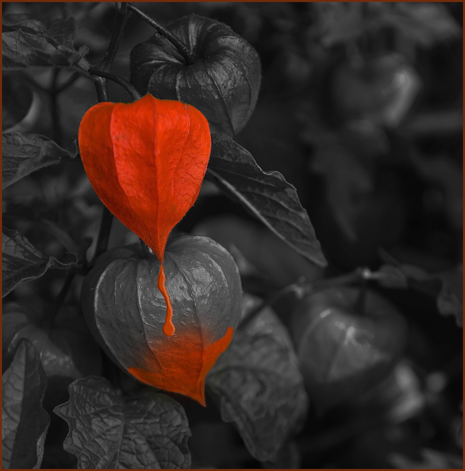 Nikon D800 sample photo. Sheet, nature, plant photography