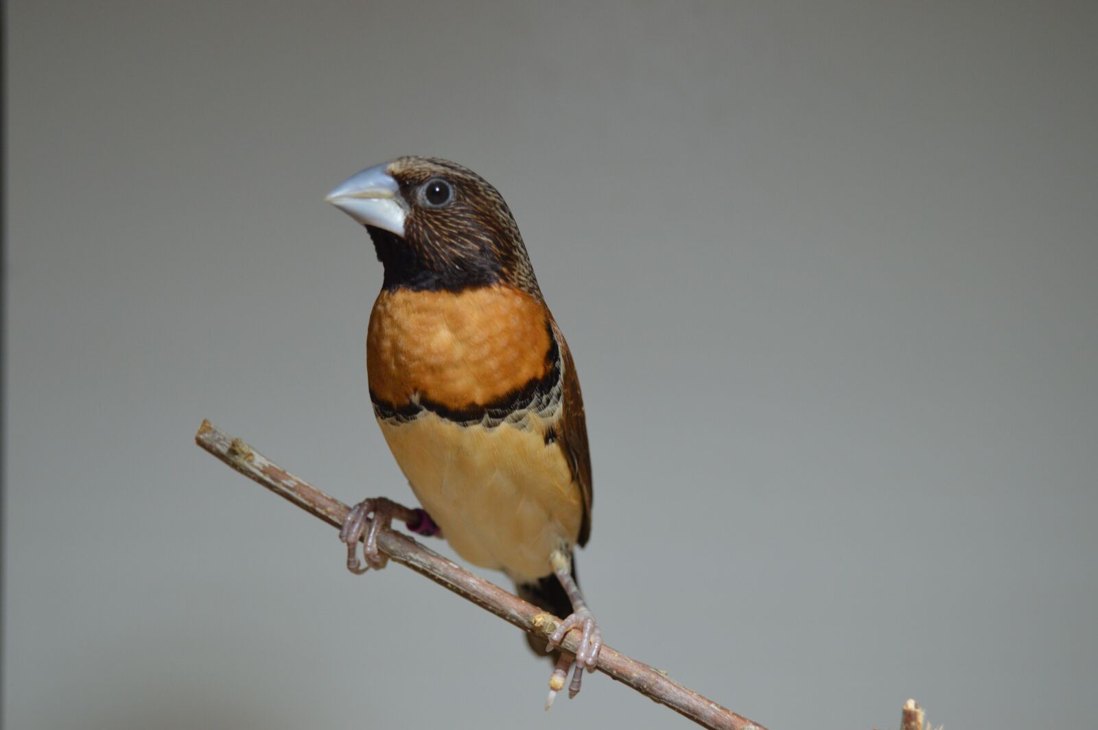 Nikon D3200 sample photo. Diamond bib, bird, ave photography