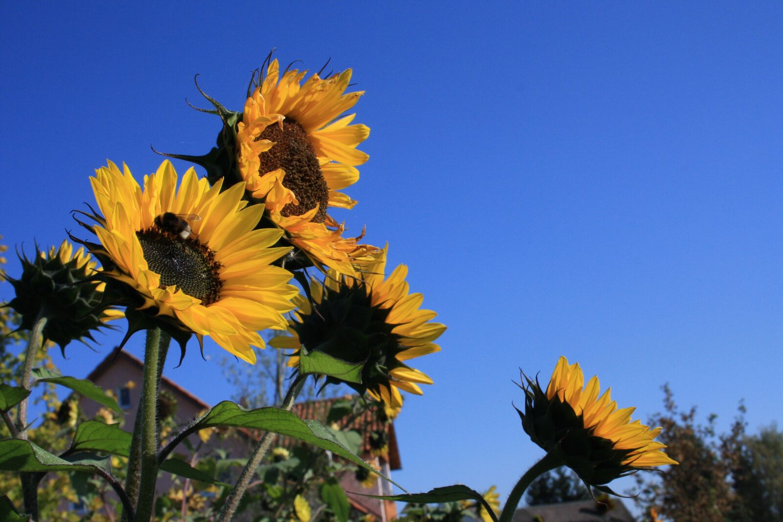 Canon EOS 1000D (EOS Digital Rebel XS / EOS Kiss F) sample photo. Sunflower, bee, sky photography