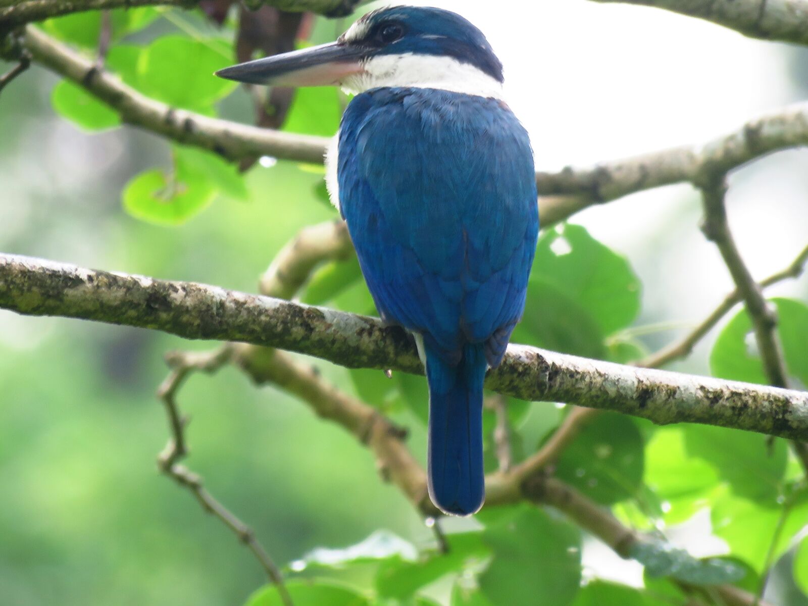 Canon PowerShot SX60 HS sample photo. Bird, beautiful, tree photography
