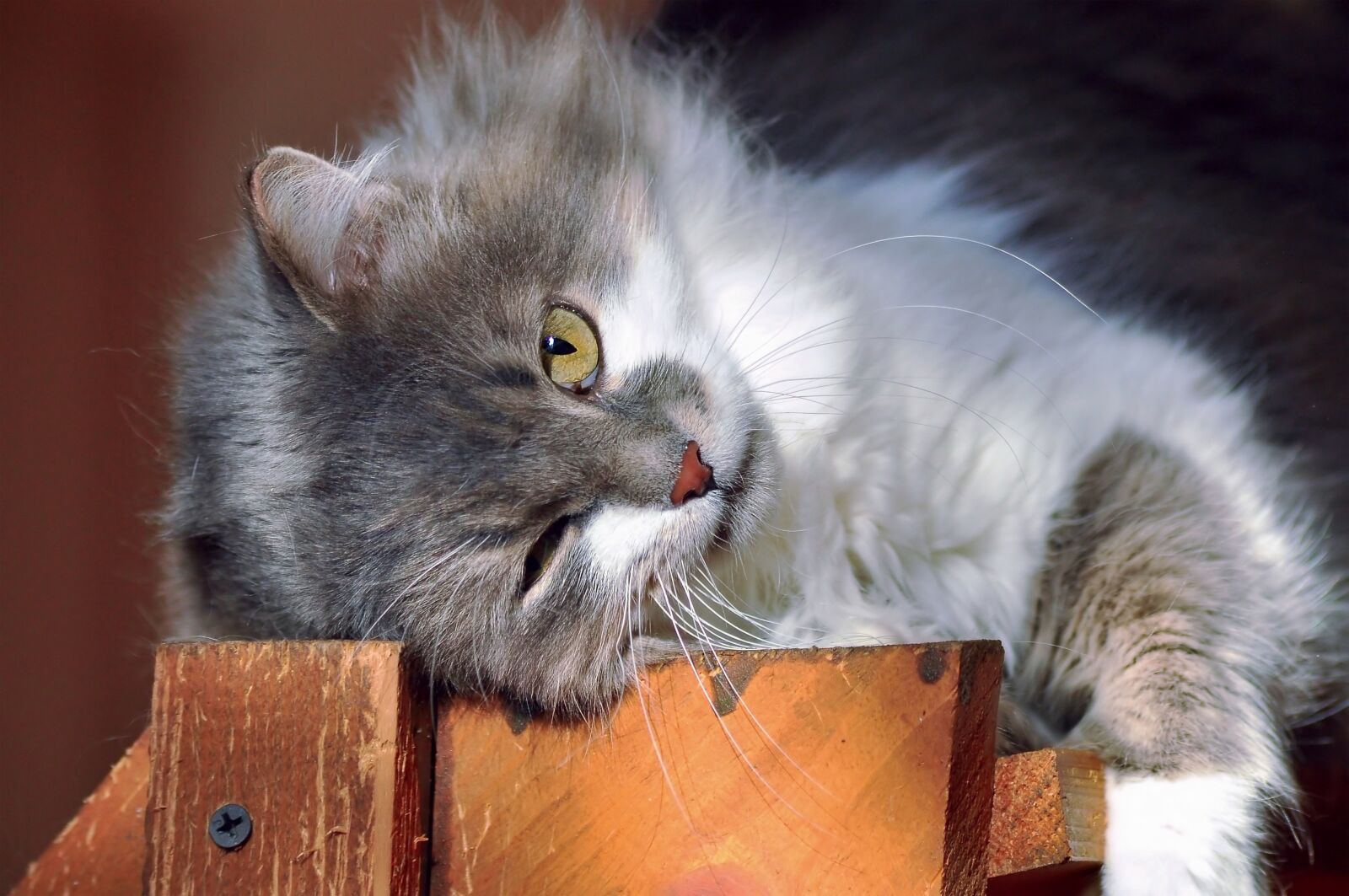 Nikon D90 sample photo. Cat, eye, furry photography