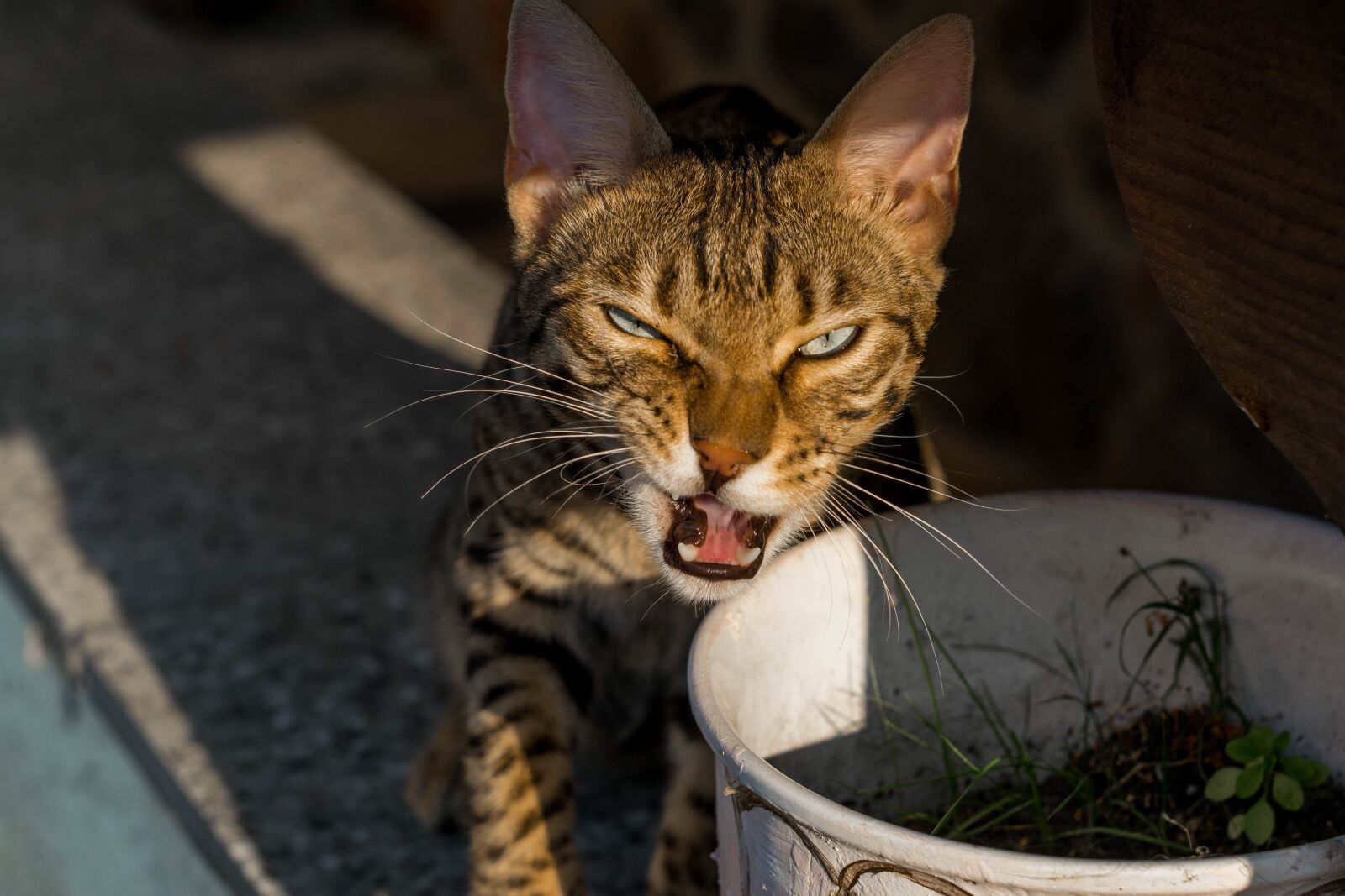 Nikon D5300 sample photo. Bengal, cat, predator photography
