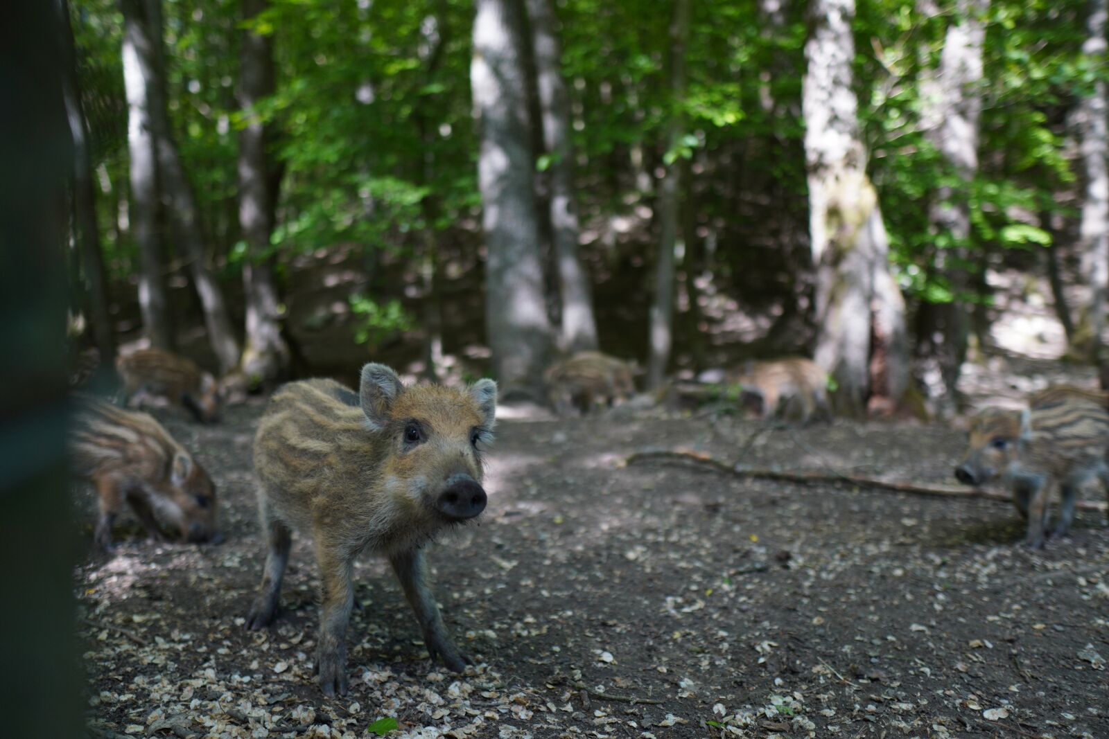 Sony a6400 + Sigma 16mm F1.4 DC DN | C sample photo. Wild boar, pig, sows photography
