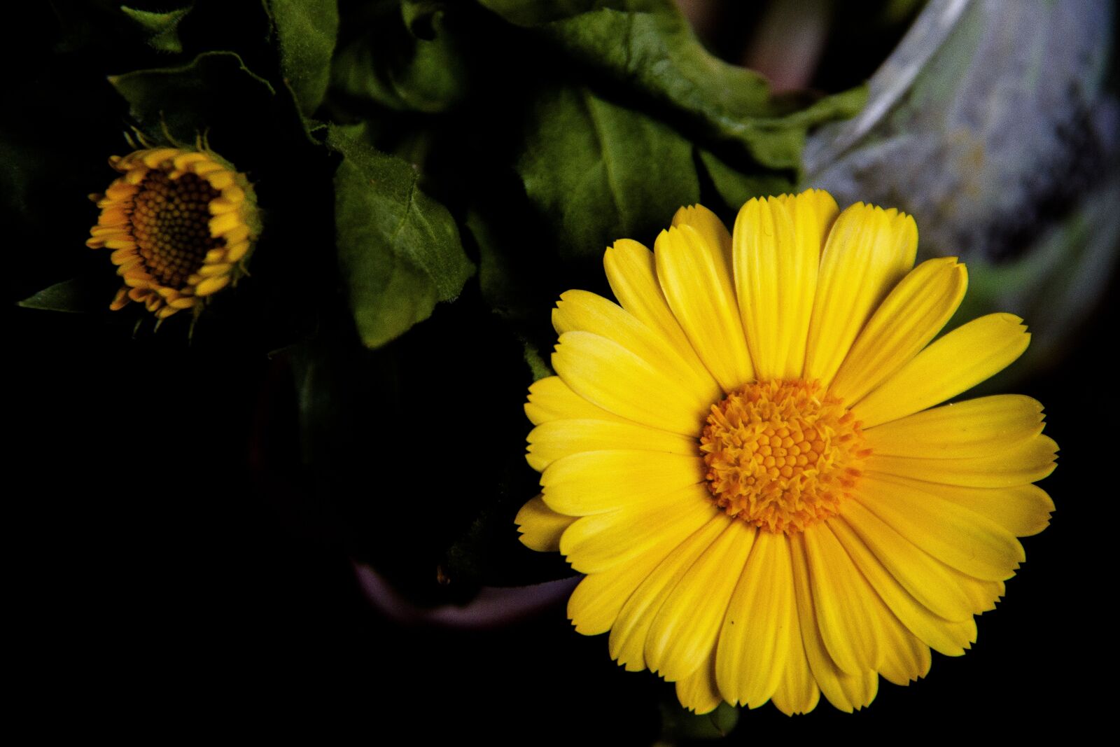 Canon EOS 650D (EOS Rebel T4i / EOS Kiss X6i) sample photo. Flower, yellow, color photography