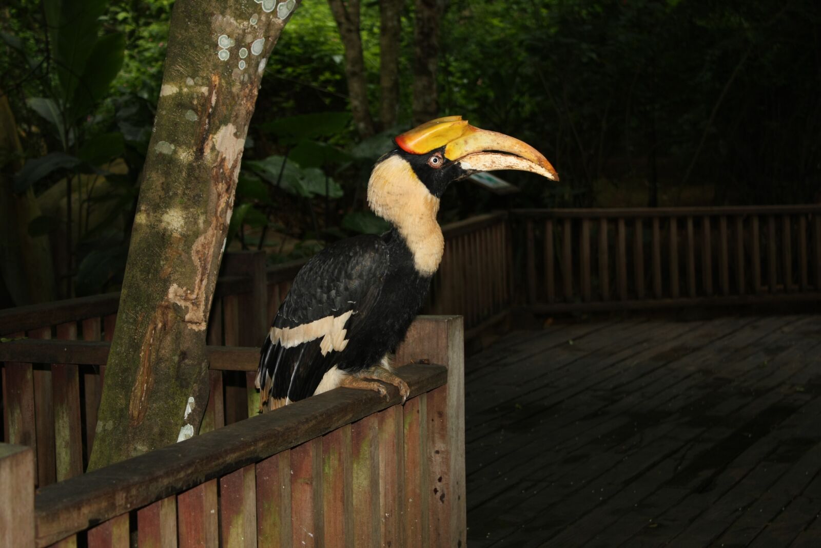 Canon EOS 450D (EOS Rebel XSi / EOS Kiss X2) sample photo. Macaw, side view, bird photography
