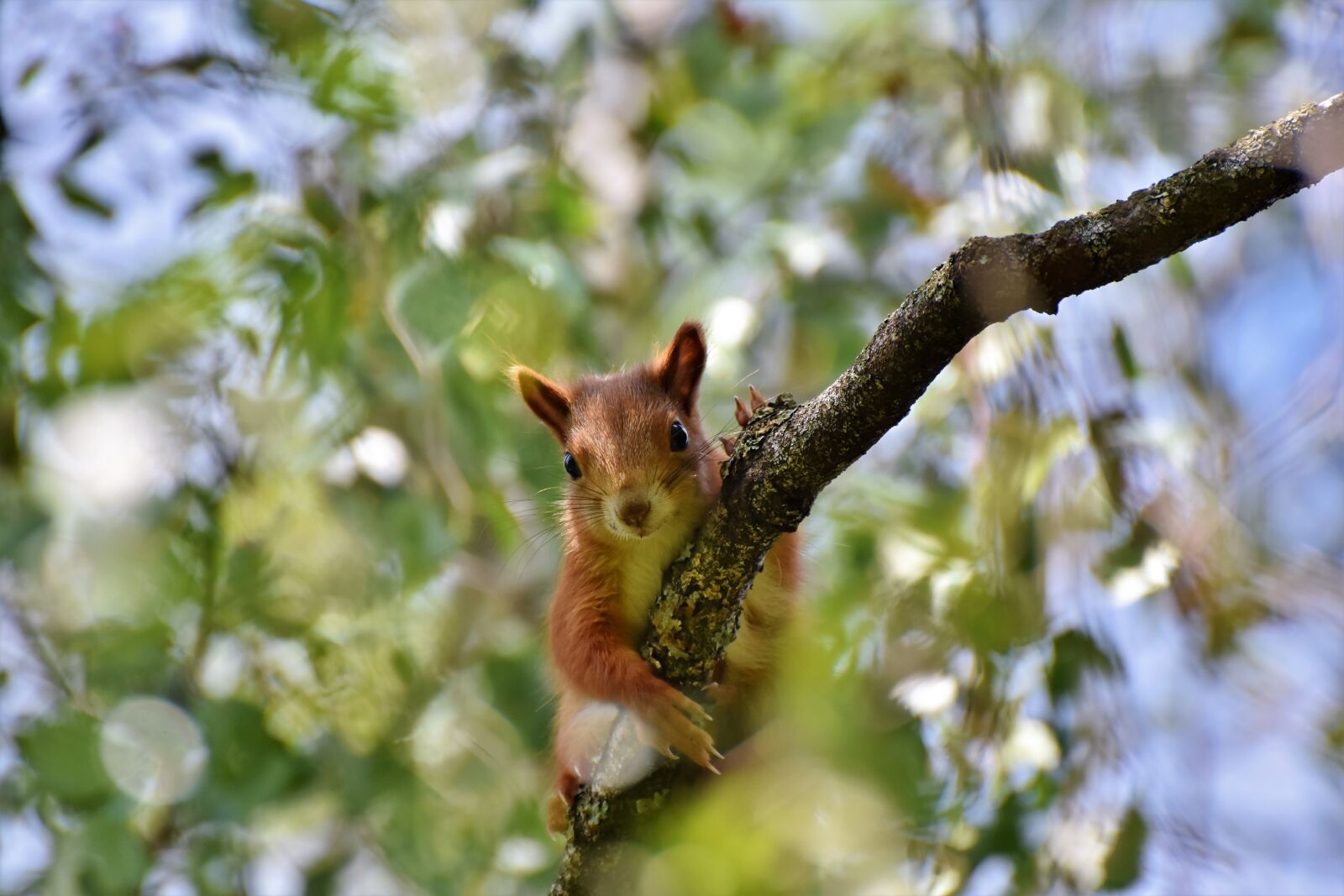 Nikon D7200 sample photo. Squirrel, verifiable kitten, rodent photography
